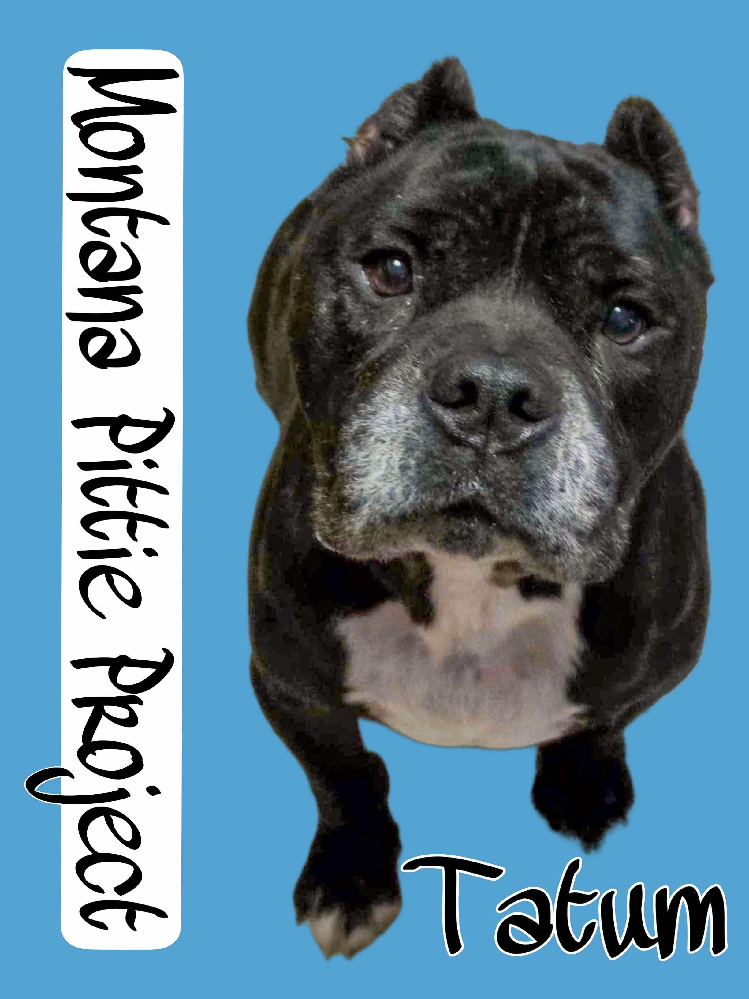 Enzo, a Adoptable mixed breed in Arlee, MT image 1/6