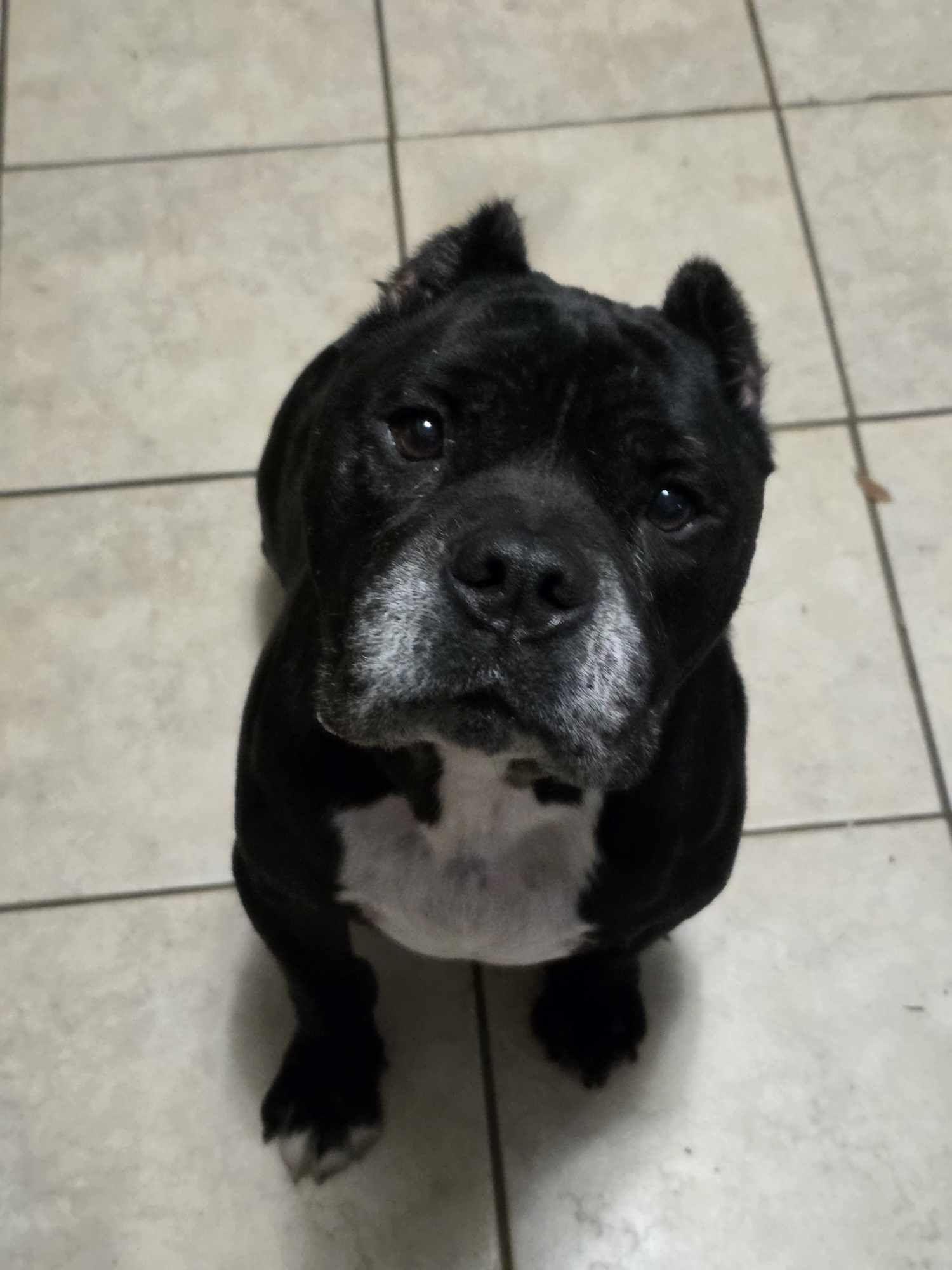 Enzo, a Adoptable mixed breed in Arlee, MT image 2/6