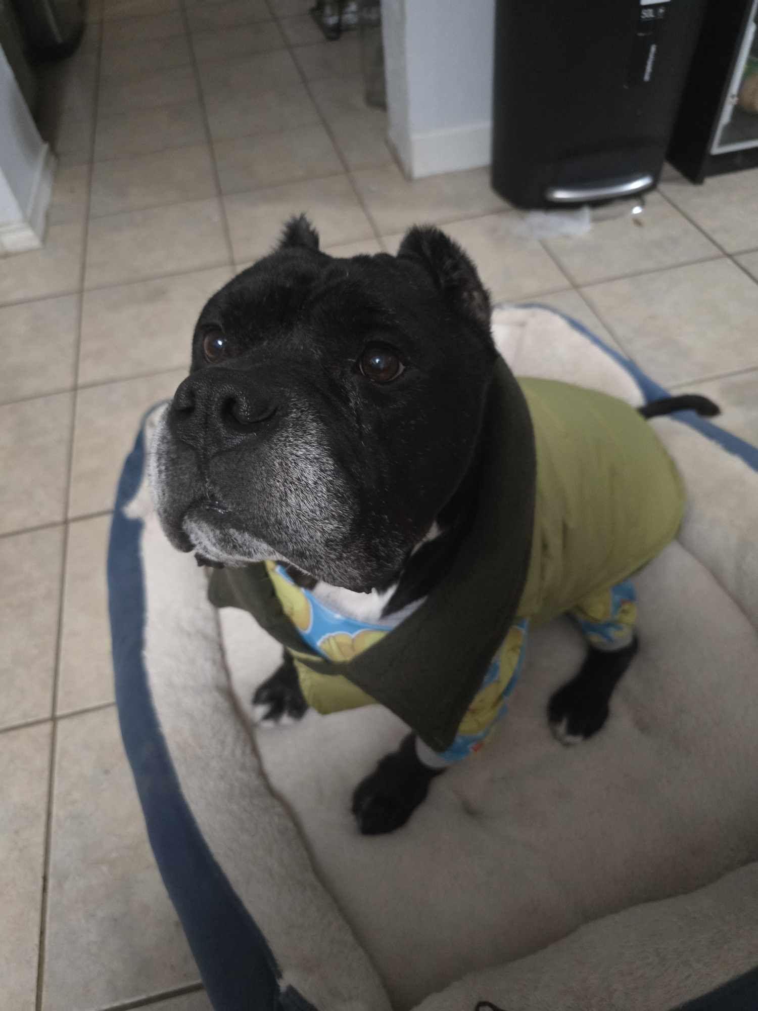 Enzo, a Adoptable mixed breed in Arlee, MT image 3/6