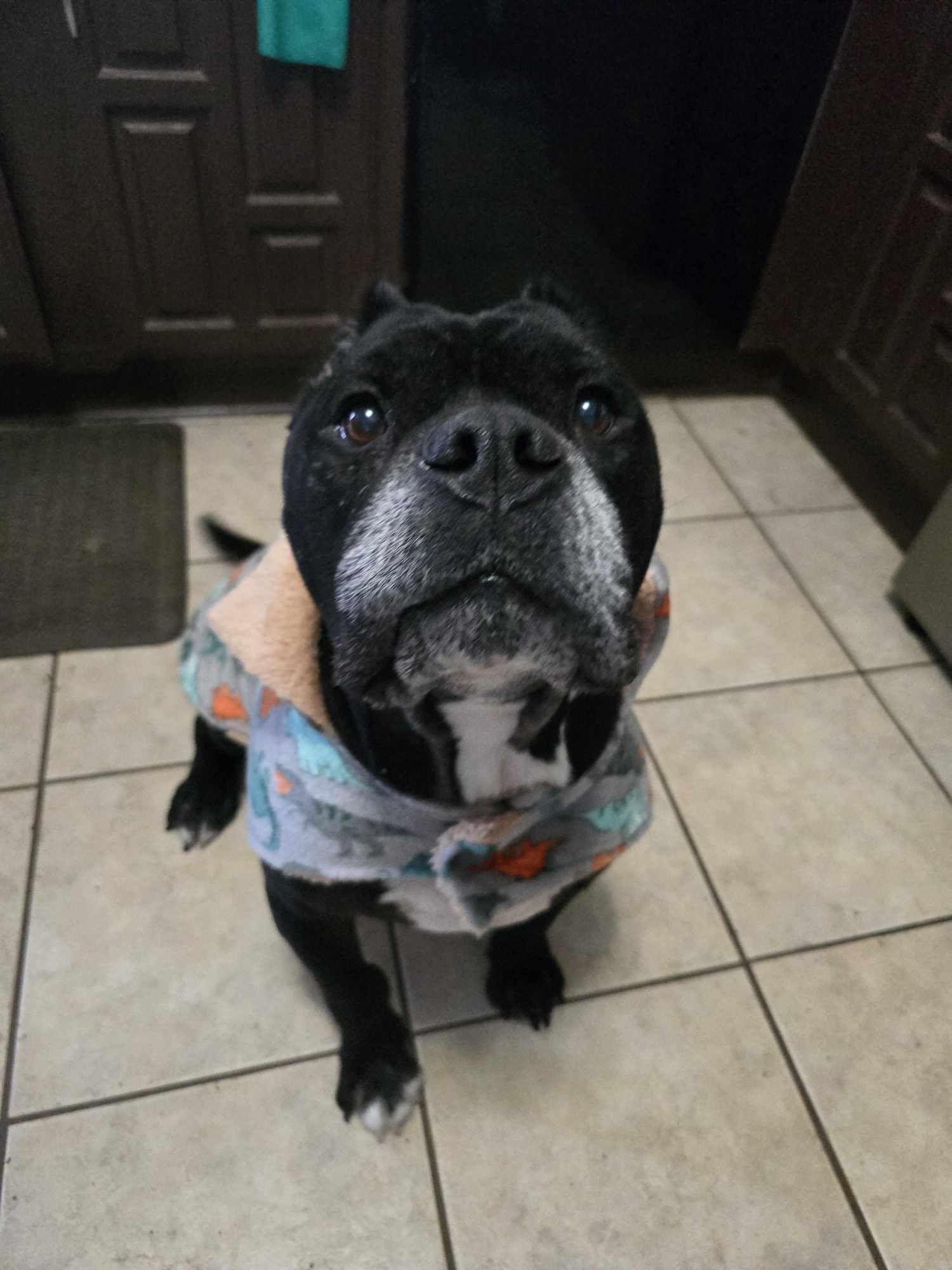 Enzo, a Adoptable mixed breed in Arlee, MT image 4/6