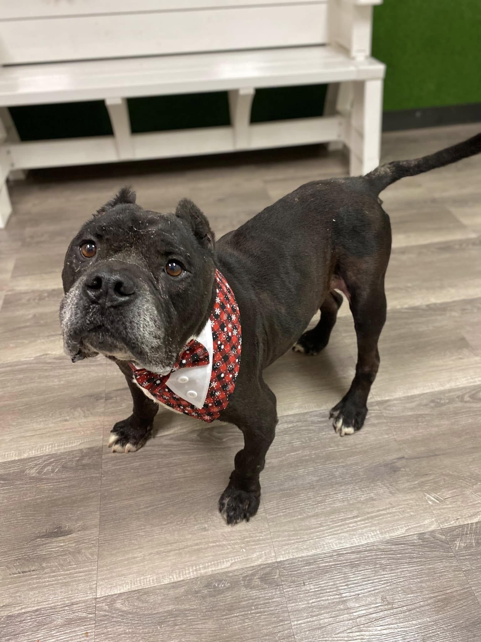 Enzo, a Adoptable mixed breed in Arlee, MT image 5/6