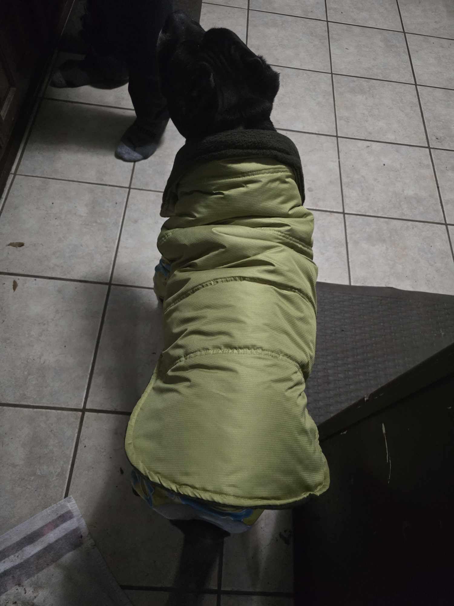 Enzo, a Adoptable mixed breed in Arlee, MT image 6/6