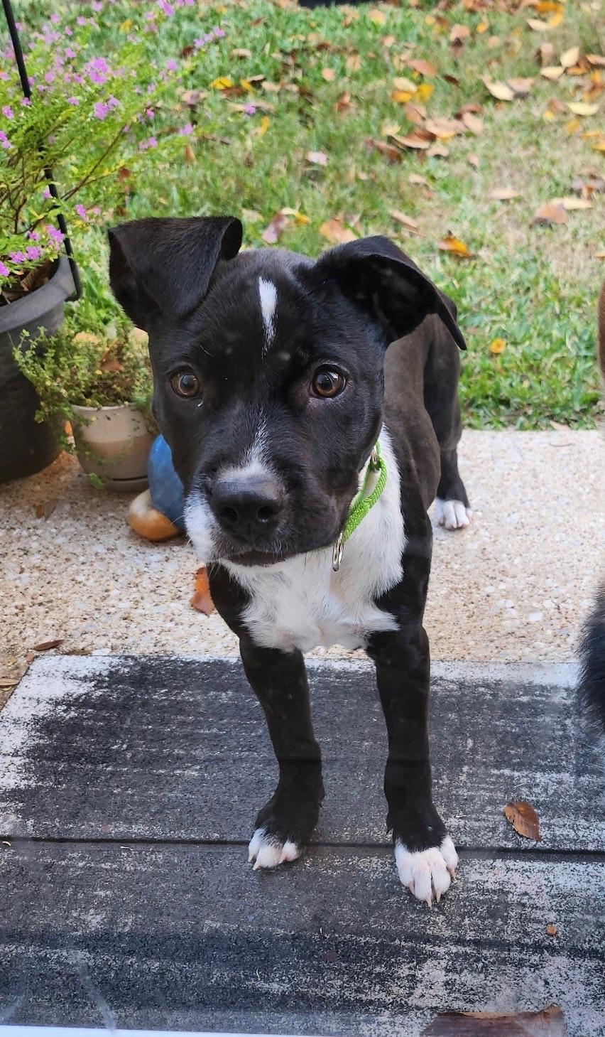 Enlarge Boots, an adopted mixed breed in Argyle, TX image 3/3