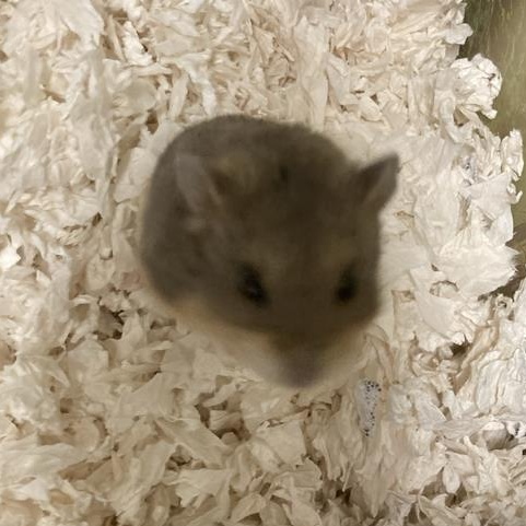 Biscuit, a Adoptable Dwarf Hamster in Prince Frederick, MD image 1/3
