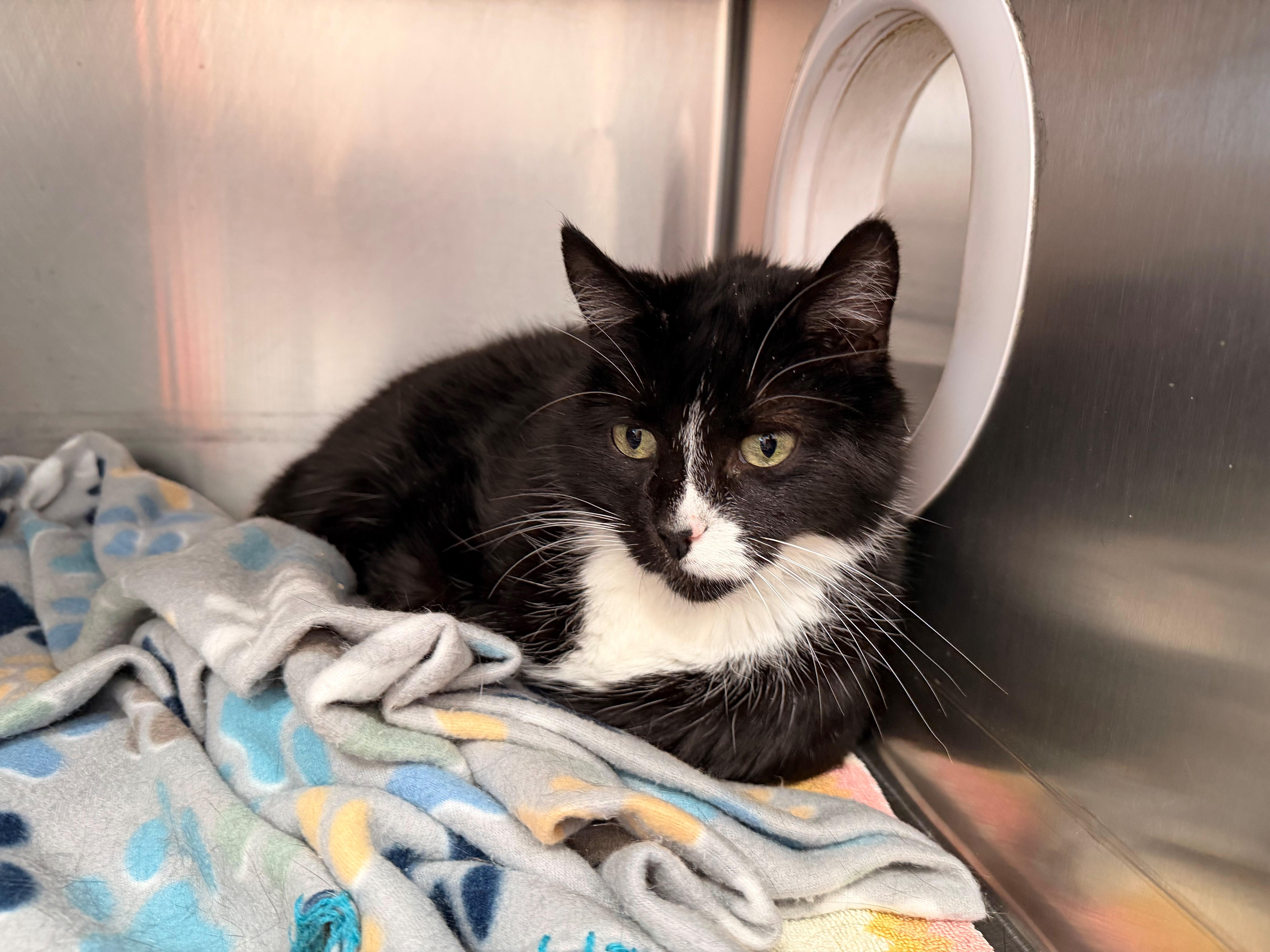Enlarge Merlot, a ADOPTABLE Domestic Medium Hair in Westerly, RI image 1/1