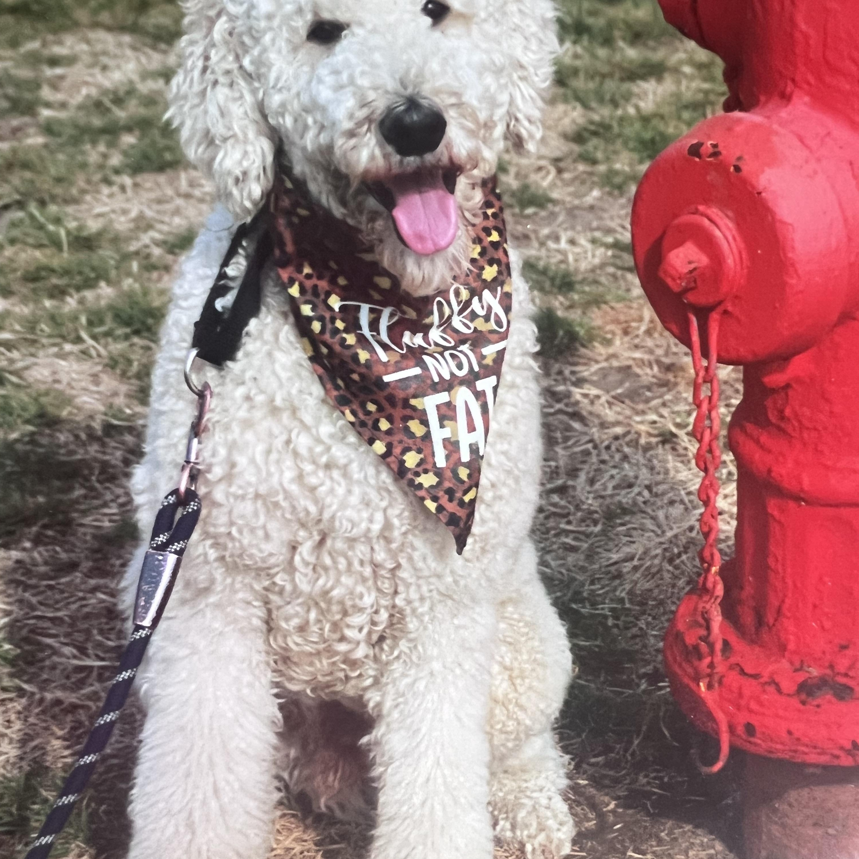 Chance, adopted, Young Male Standard Poodle.