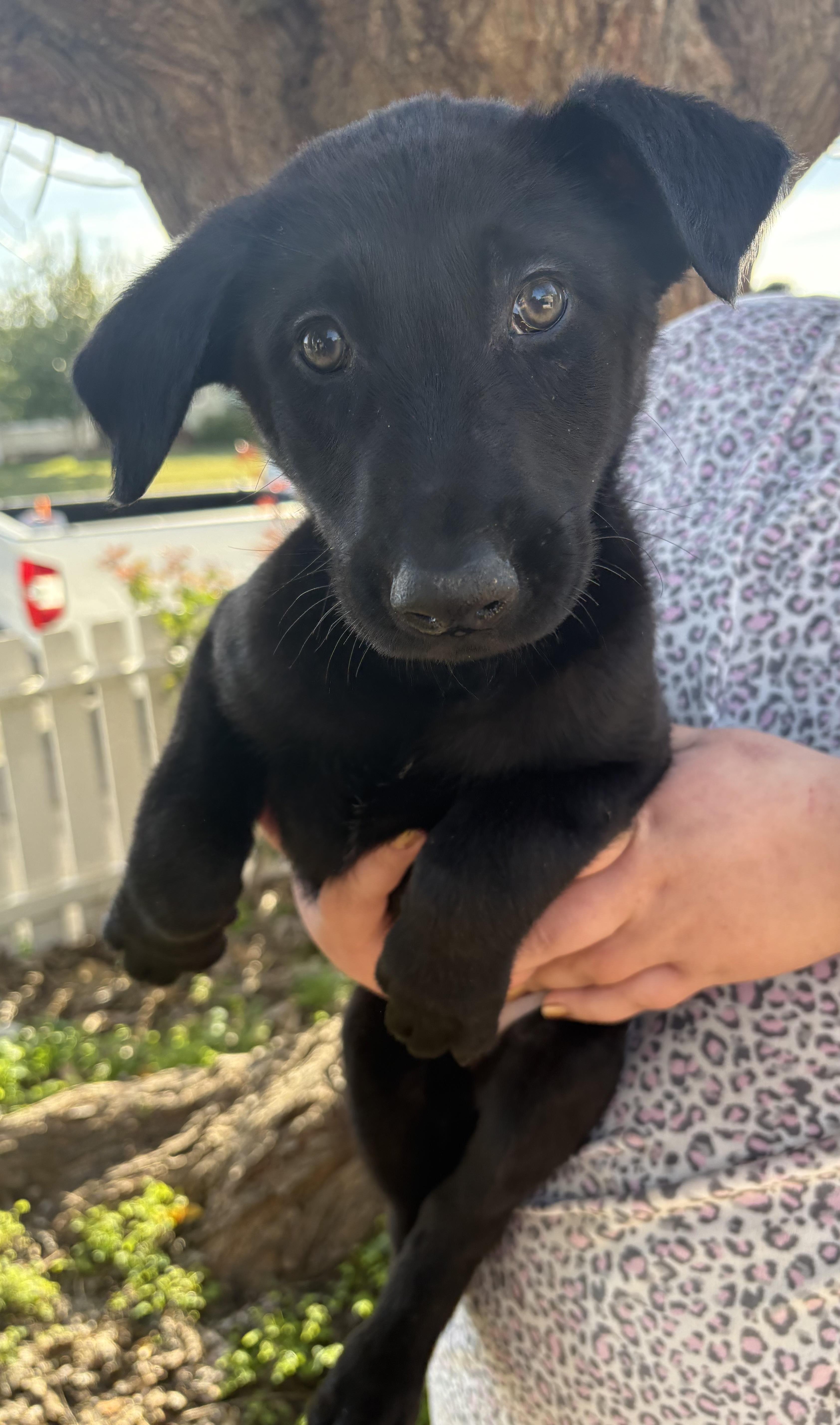 Enlarge Purdy, a ADOPTABLE mixed breed in Yuba City, CA image 1/3