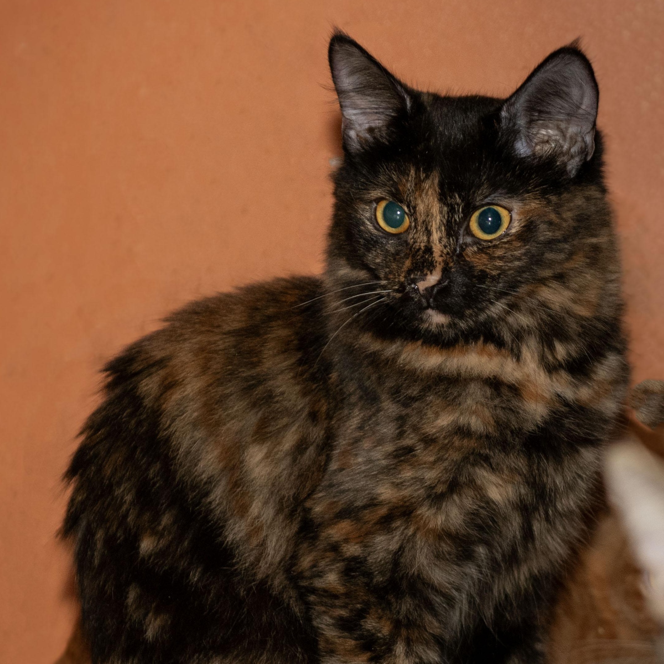 Enlarge Tiara, a Adoptable Tortoiseshell in Panorama City, CA image 1/5