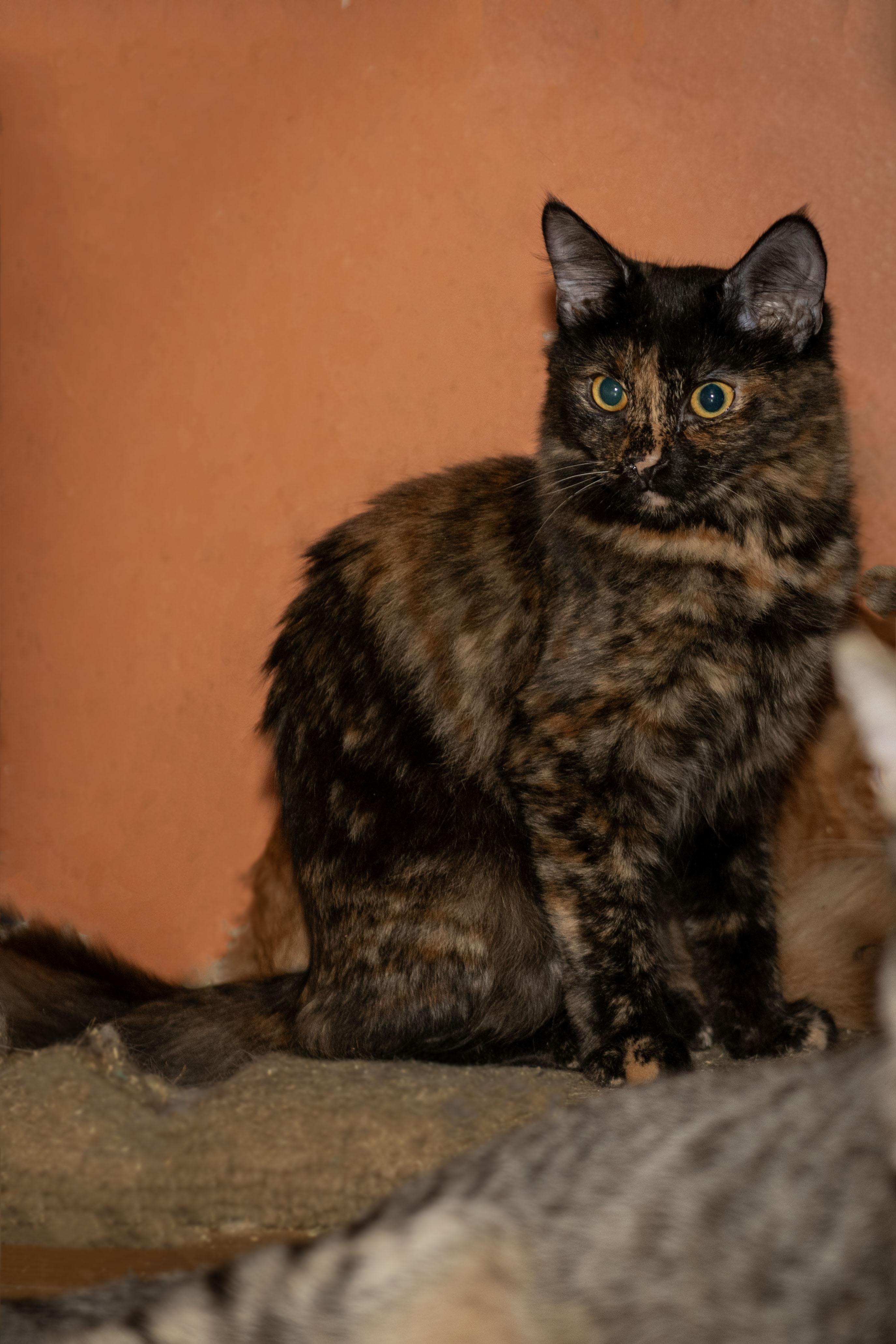 Enlarge Tiara, a Adoptable Tortoiseshell in Panorama City, CA image 1/3