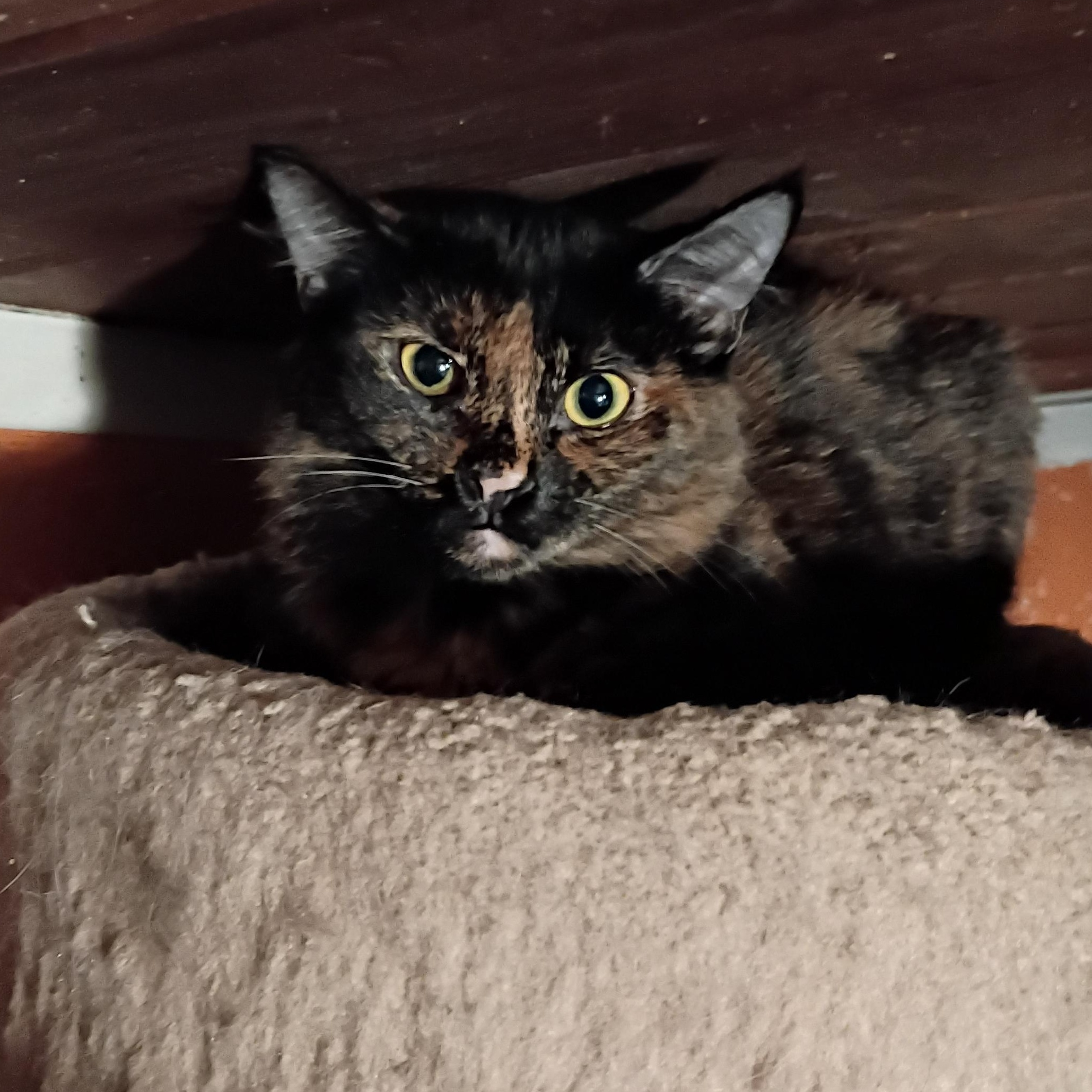 Enlarge Tiara, a Adoptable Tortoiseshell in Panorama City, CA image 5/5
