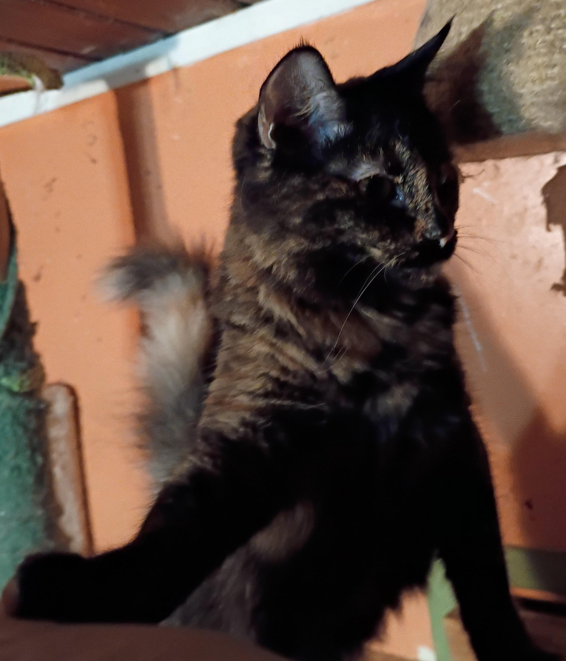 Enlarge Tiara, a Adoptable Tortoiseshell in Panorama City, CA image 4/5