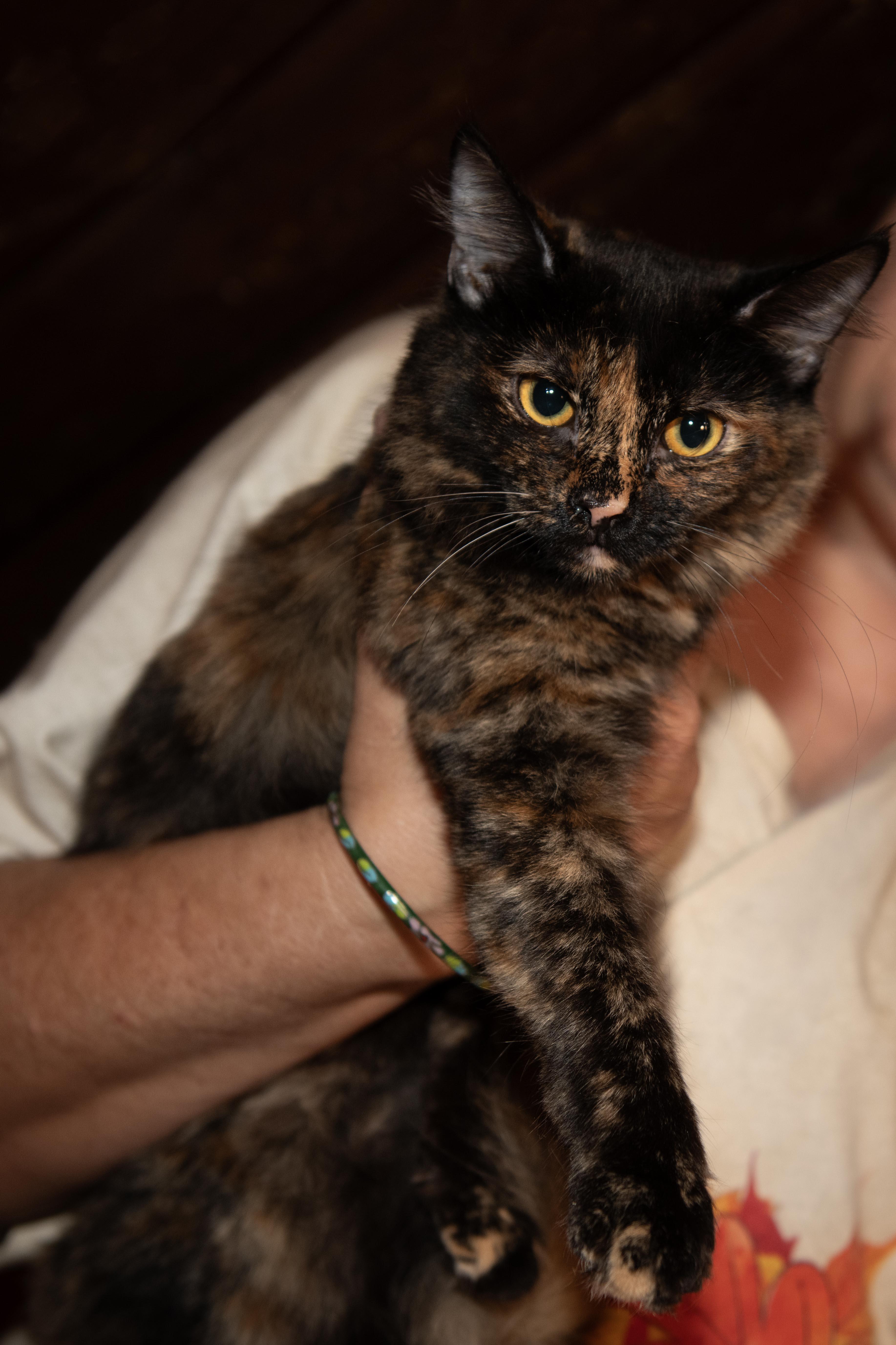 Enlarge Tiara, a Adoptable Tortoiseshell in Panorama City, CA image 3/3