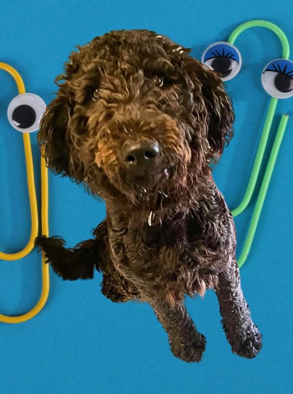 Rita, Adoptable, Young Female Labradoodle.