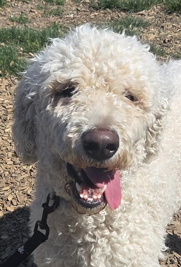 Bodhi, Adoptable, Adult Male Labradoodle.