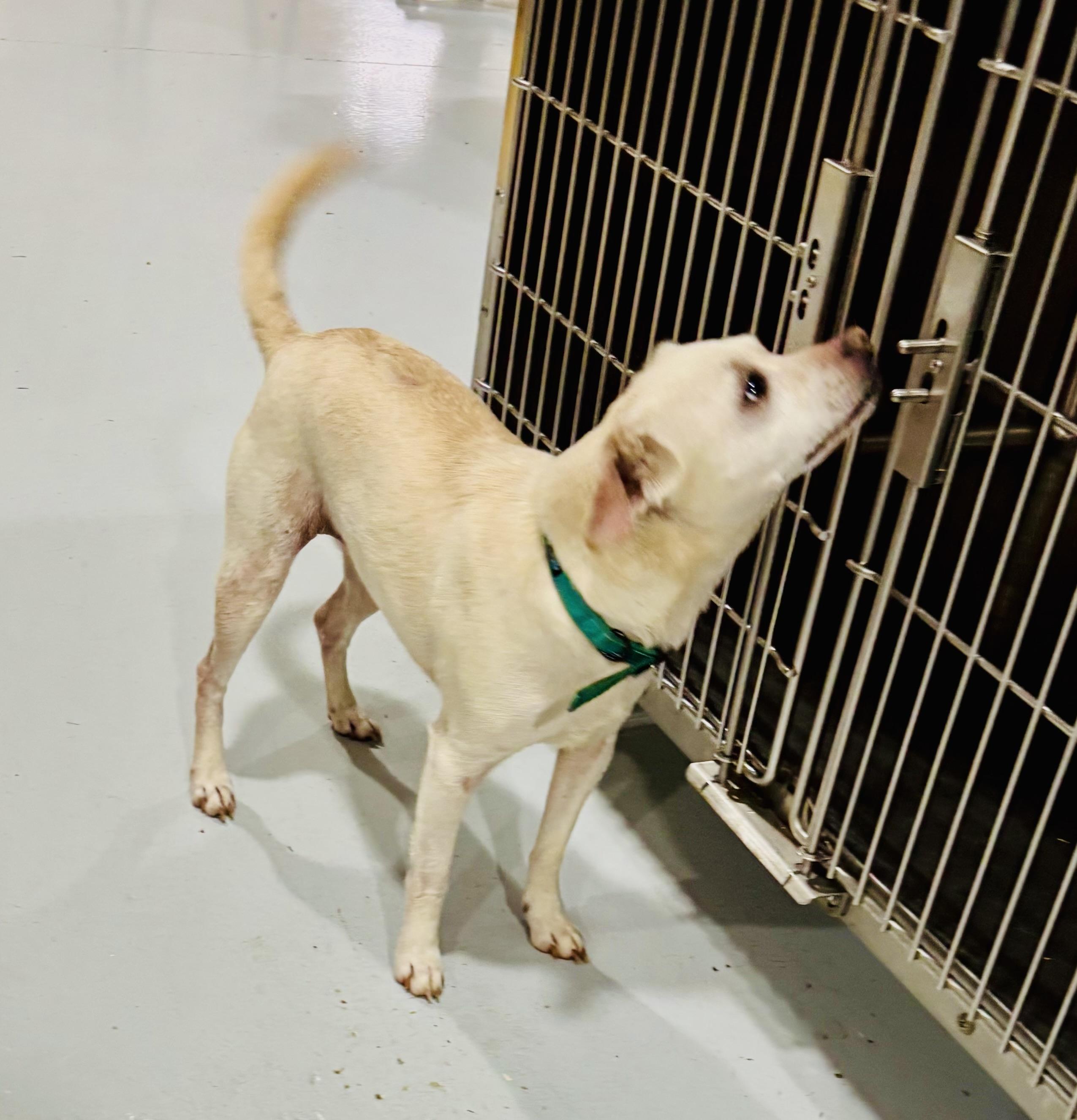 Enlarge GERTIE!!, an adopted mixed breed in Owensboro, KY image 5/5