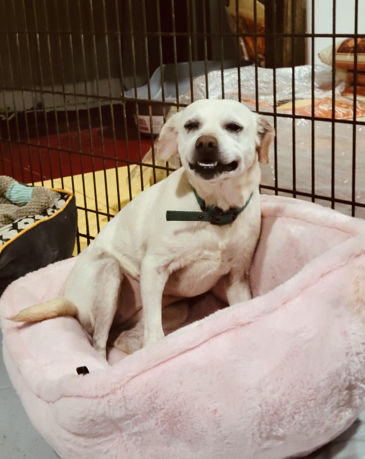 Enlarge GERTIE!!, an adopted mixed breed in Owensboro, KY image 1/5