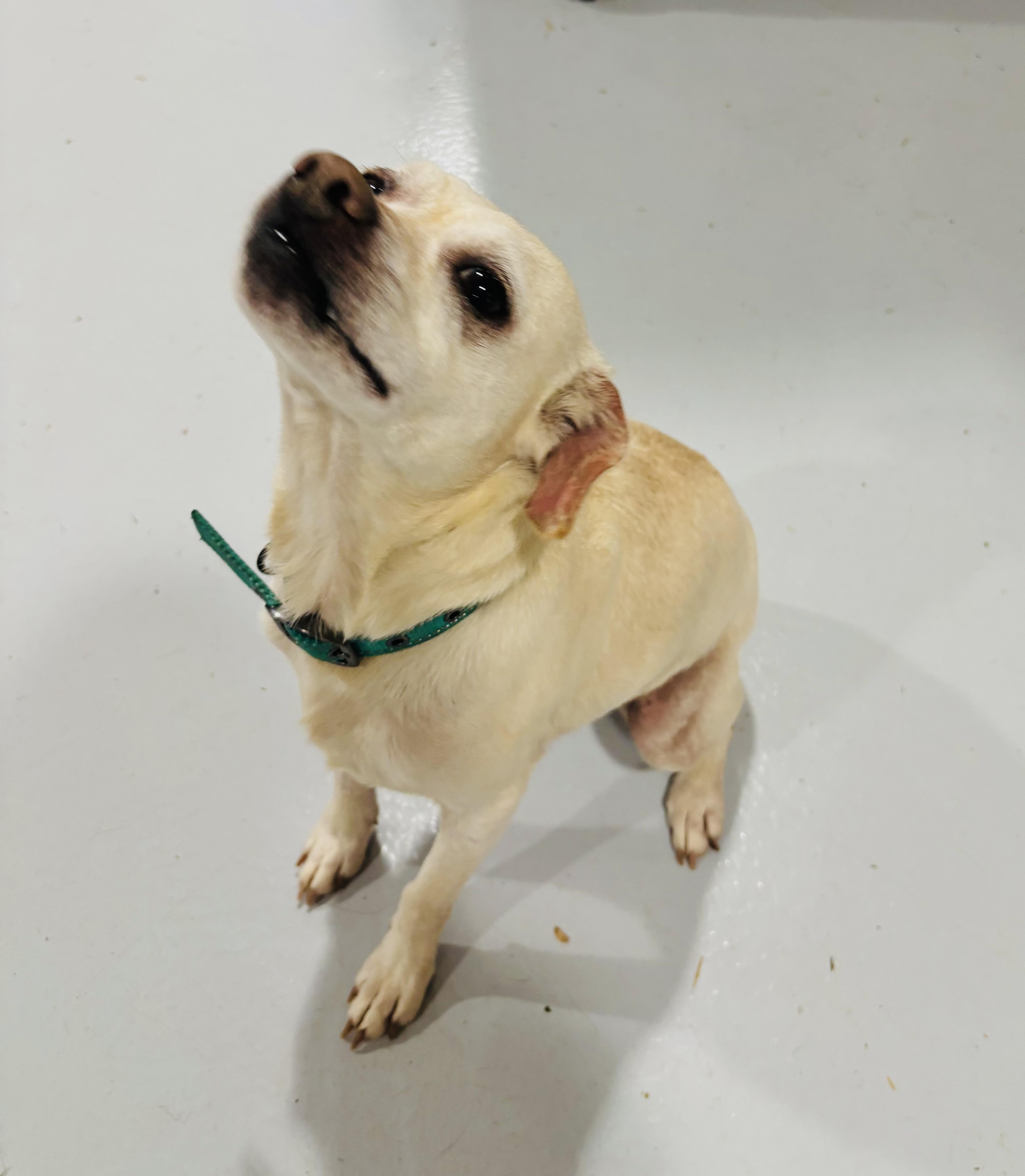 Enlarge GERTIE!!, an adopted mixed breed in Owensboro, KY image 3/5