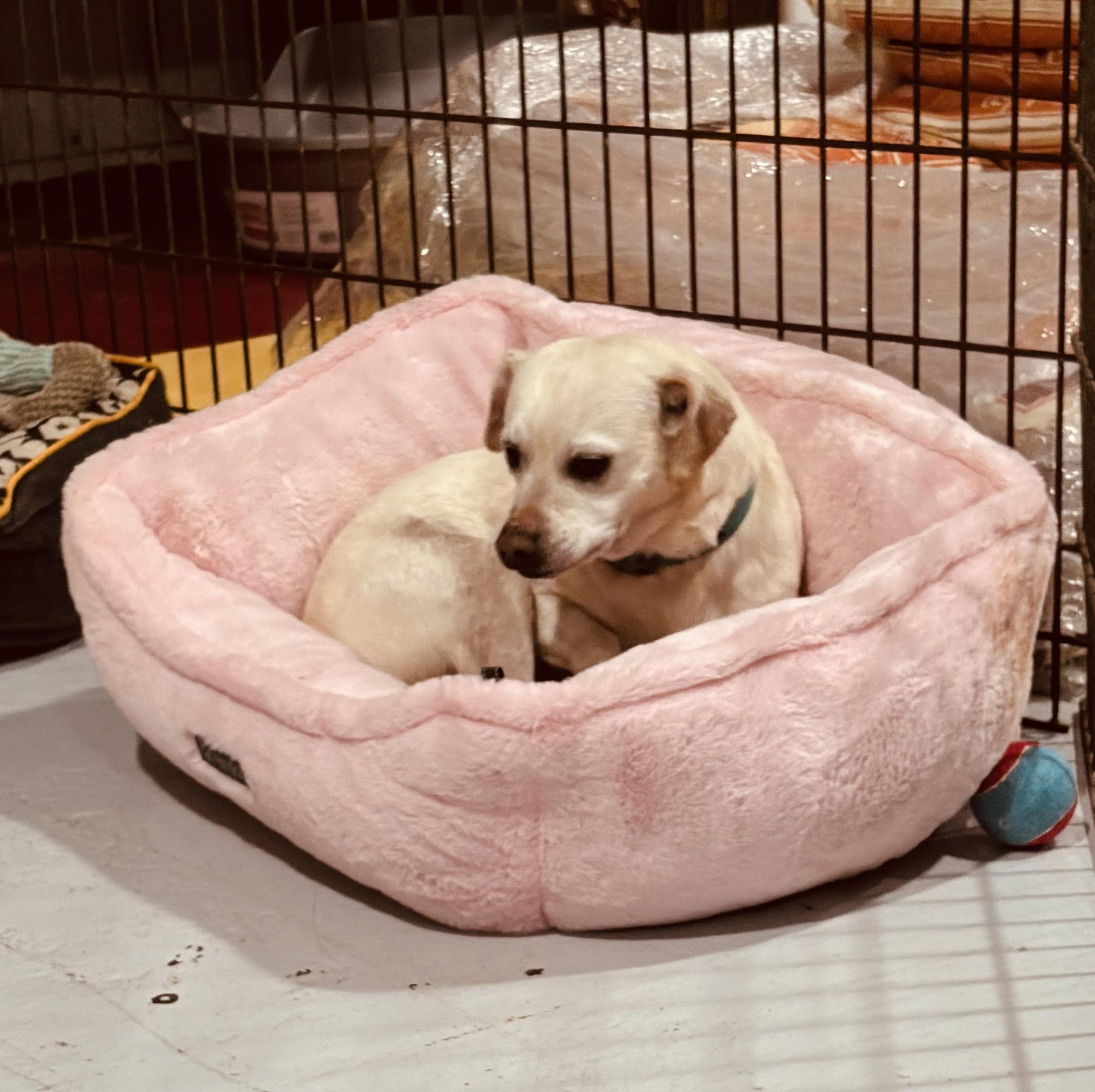 Enlarge GERTIE!!, an adopted mixed breed in Owensboro, KY image 4/5