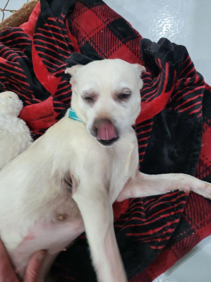 Enlarge GERTIE!!, an adopted mixed breed in Owensboro, KY image 2/5