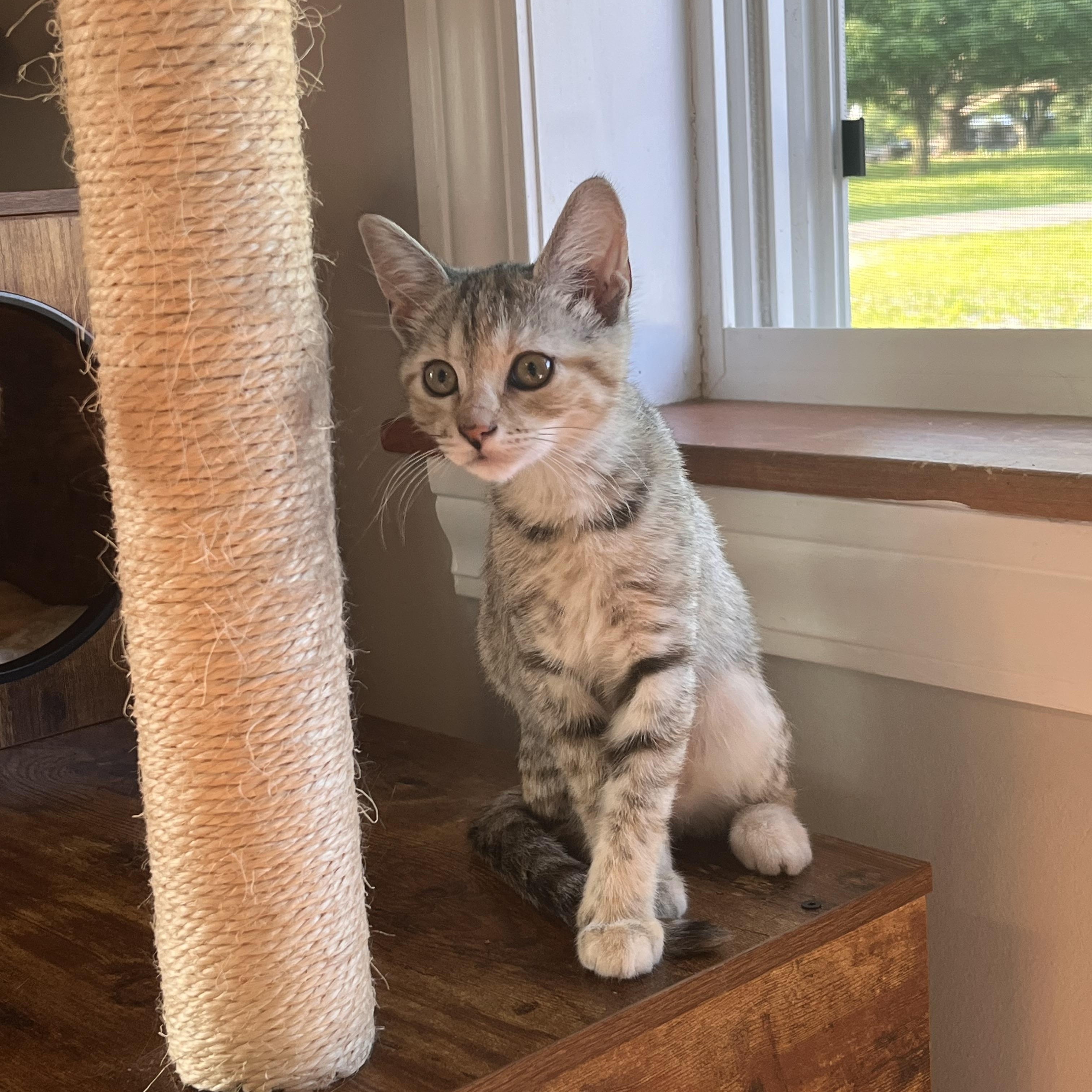 Gorgonzola (Zola), a ADOPTABLE Domestic Short Hair in Lewis Center, OH image 2/3
