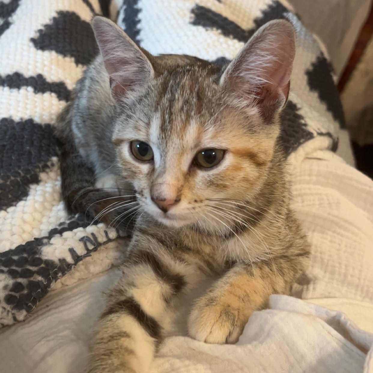 Gorgonzola (Zola), a ADOPTABLE Domestic Short Hair in Lewis Center, OH image 3/3