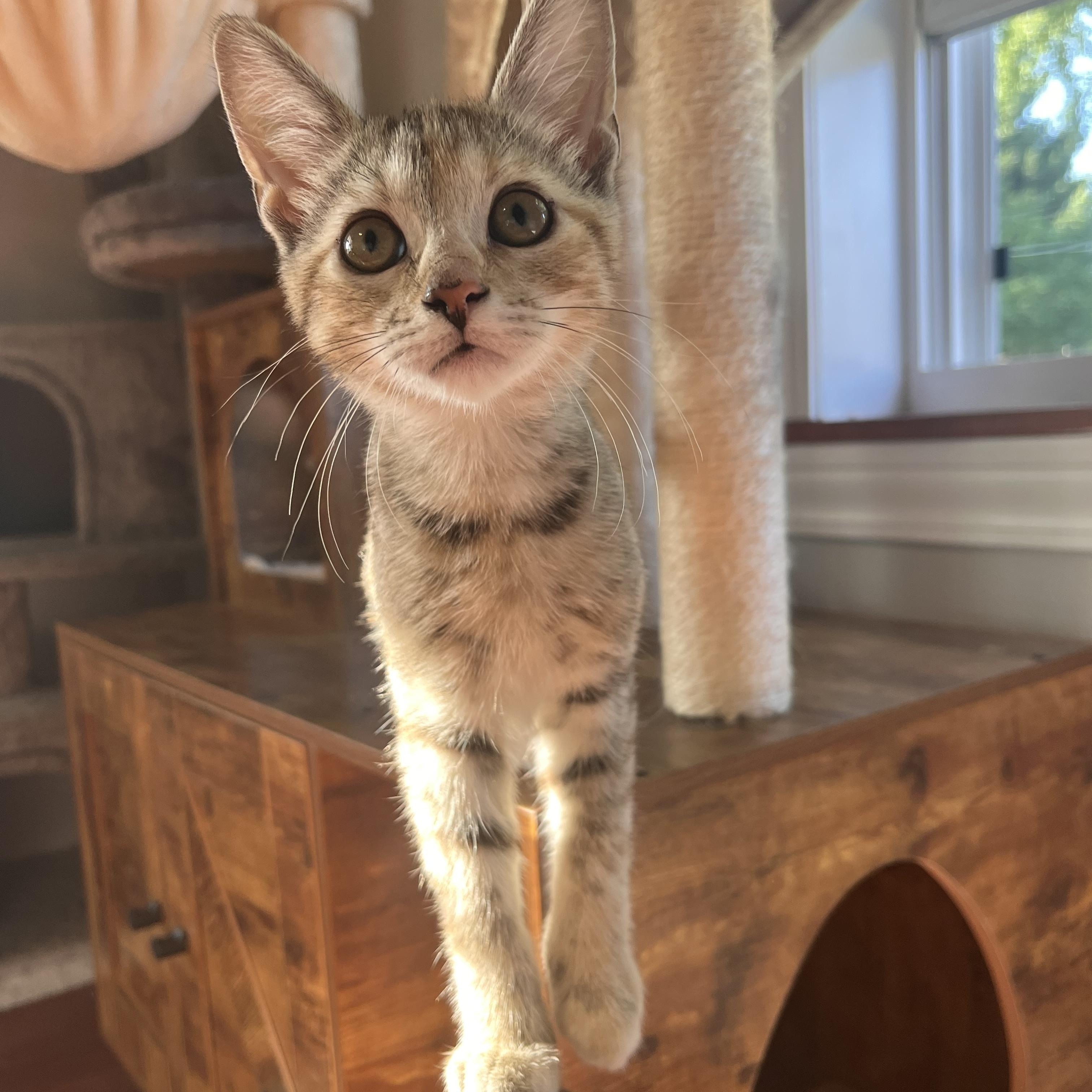 Gorgonzola (Zola), a ADOPTABLE Domestic Short Hair in Lewis Center, OH image 1/3