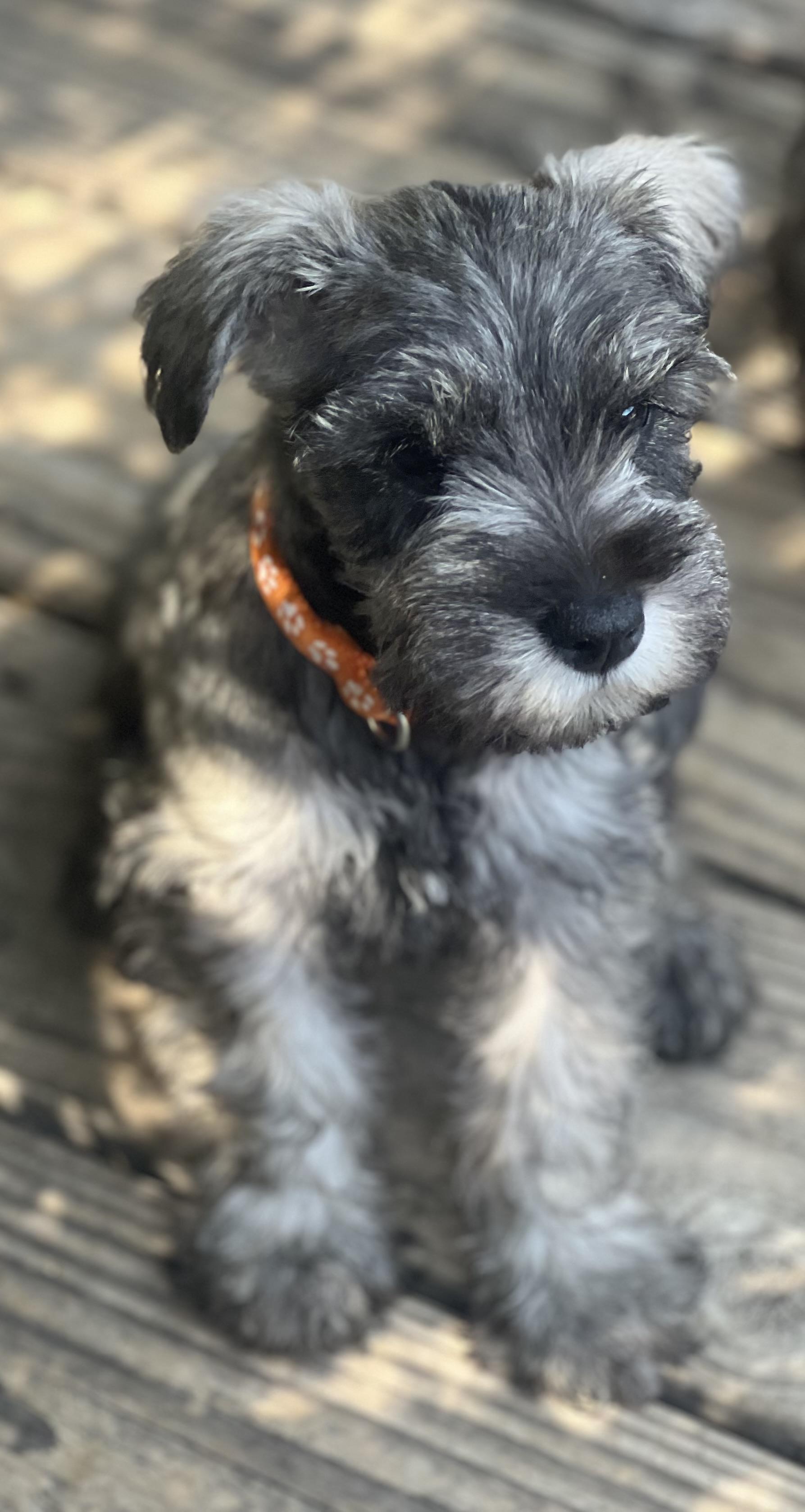 RUMER, an adopted Miniature Schnauzer in Irvine, CA image 2/4