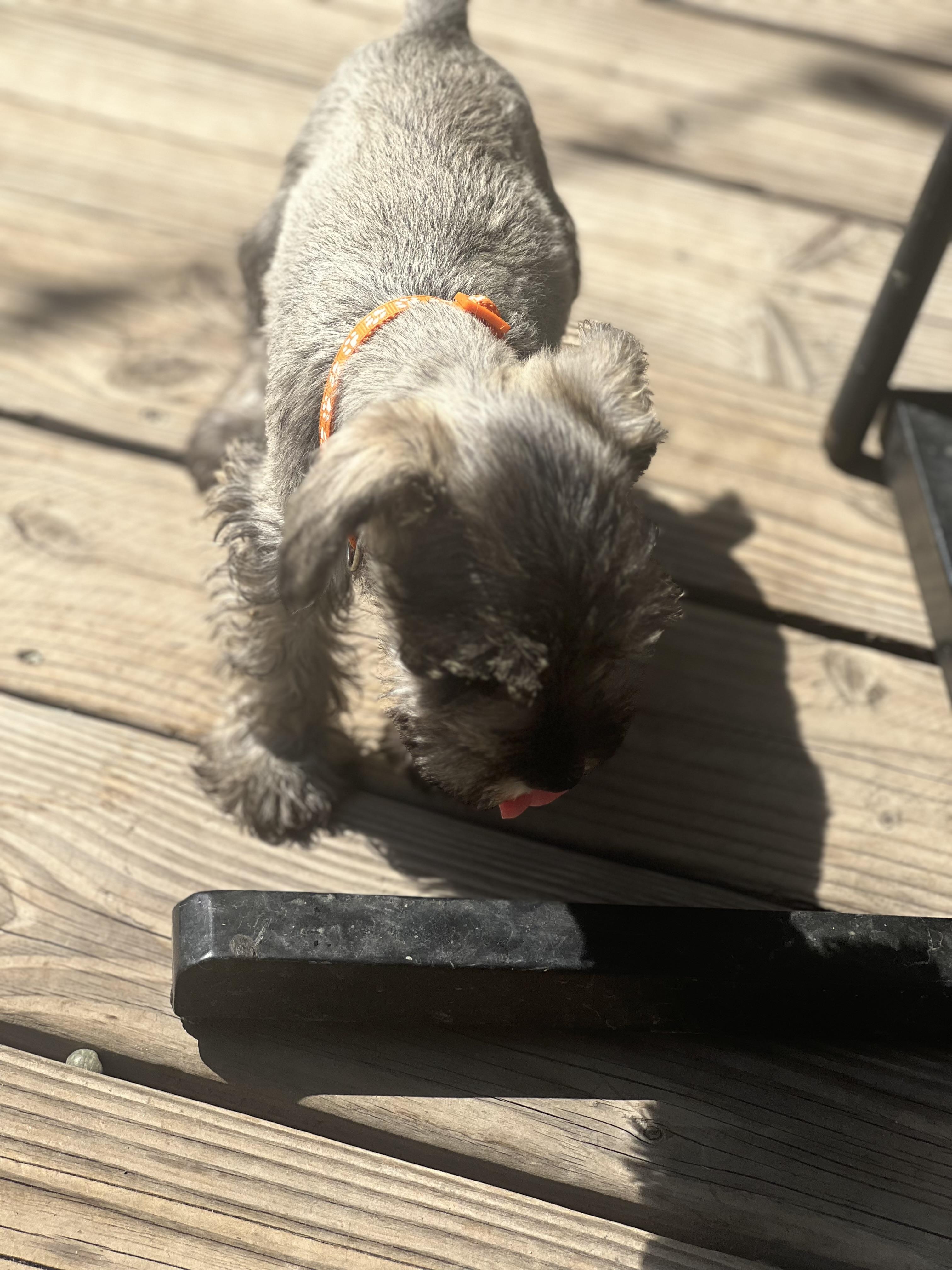 RUMER, an adopted Miniature Schnauzer in Irvine, CA image 4/4