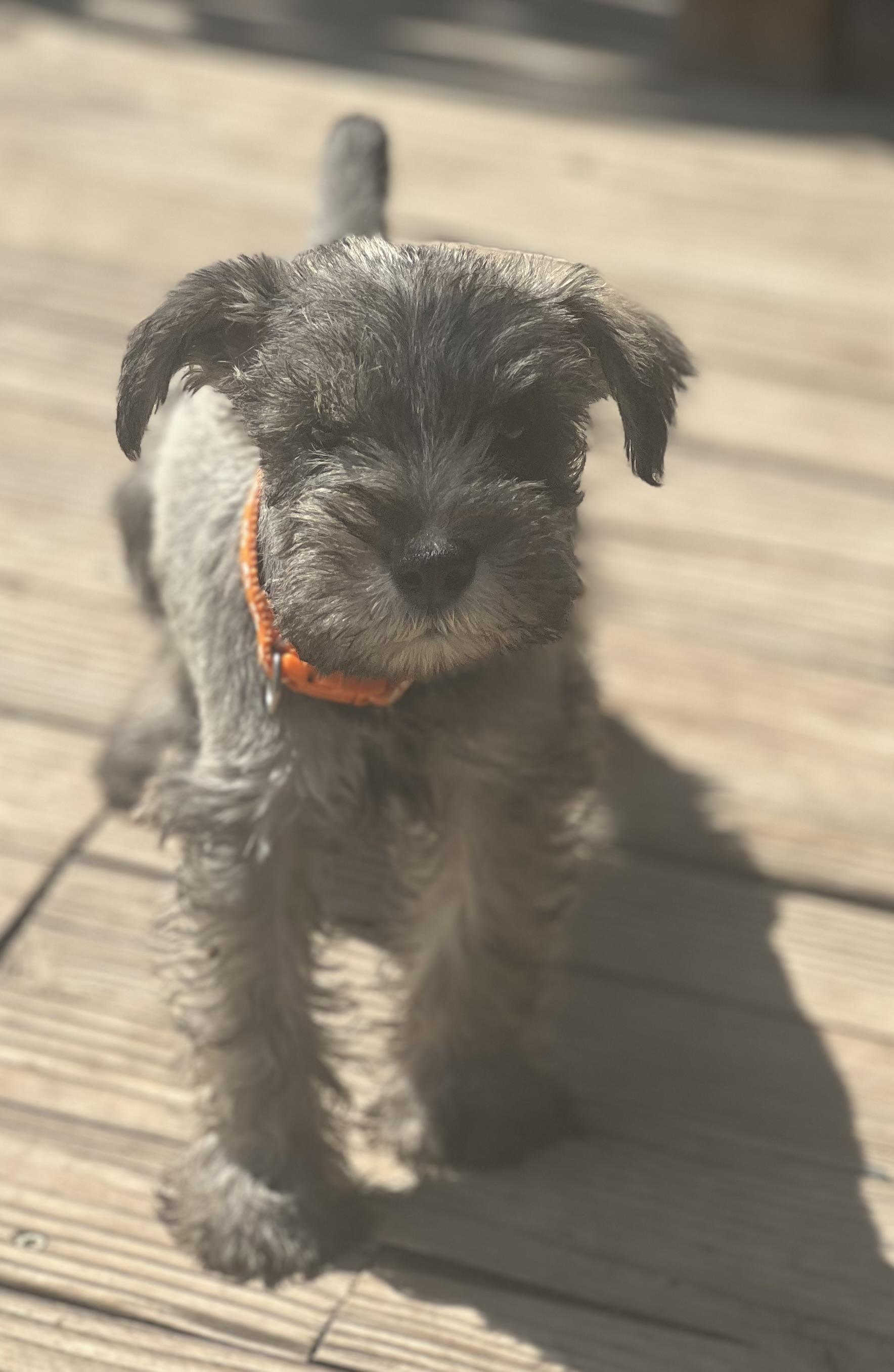 RUMER, adopted, Puppy Female Miniature Schnauzer.