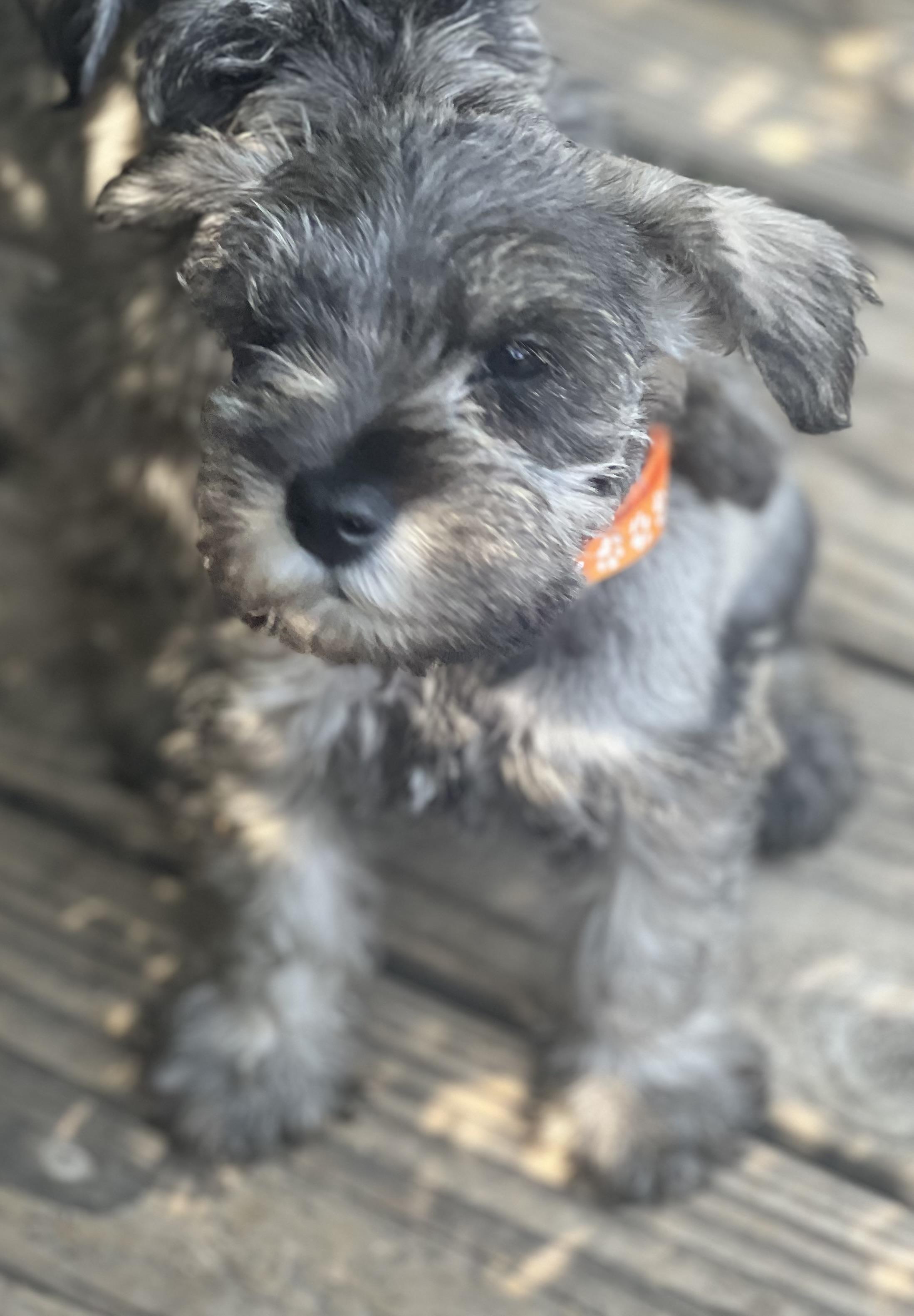 RUMER, an adopted Miniature Schnauzer in Irvine, CA image 3/4