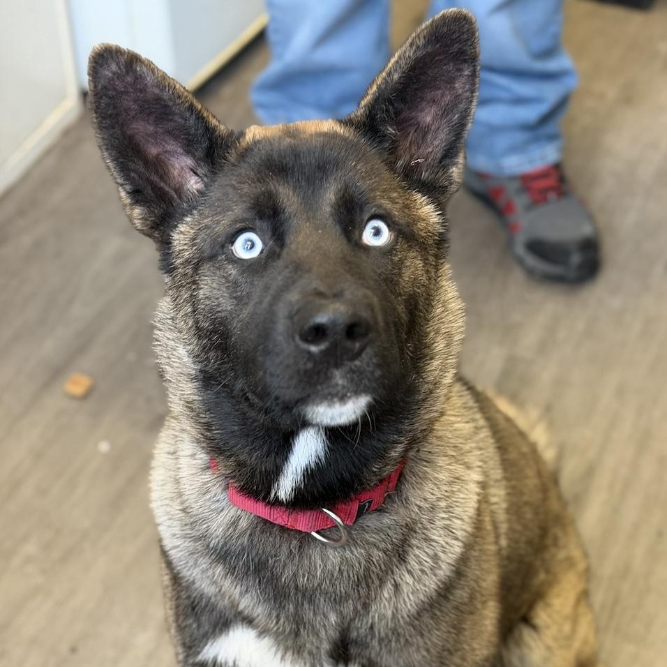 Cash, ADOPTABLE, Young Male Akita & Husky.