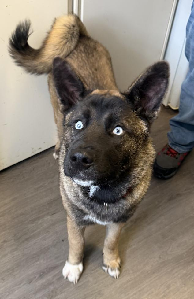 Enlarge Cash, a ADOPTABLE mixed breed in Mahwah, NJ image 3/3