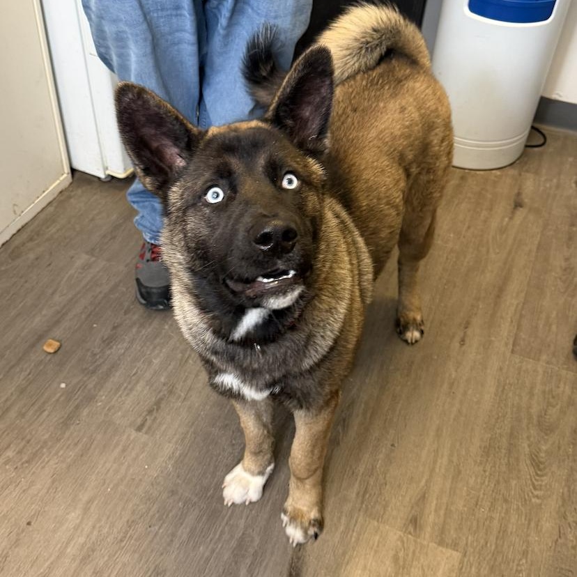 Enlarge Cash, a ADOPTABLE mixed breed in Mahwah, NJ image 2/3