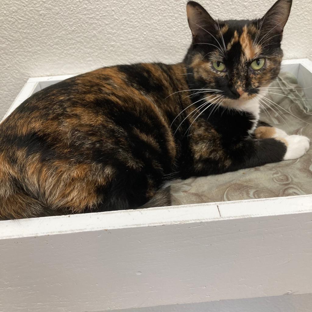 Enlarge Samhain, a Adoptable mixed breed in Peoria, AZ image 1/4