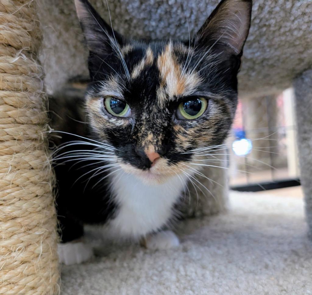 Enlarge Samhain, a Adoptable mixed breed in Peoria, AZ image 2/4