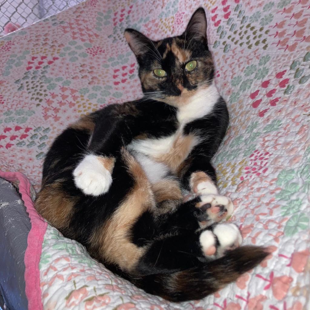 Enlarge Samhain, a Adoptable mixed breed in Peoria, AZ image 4/4