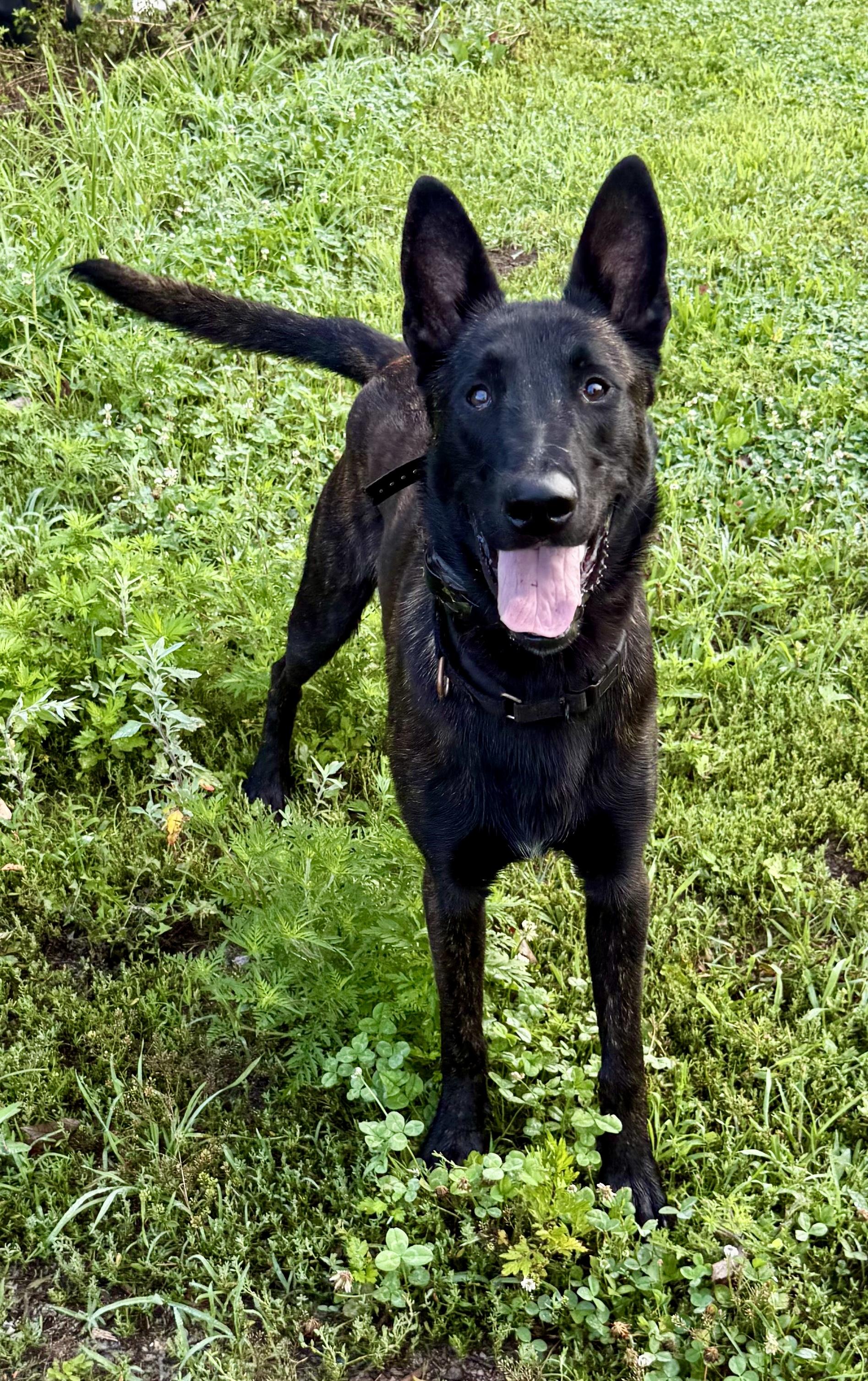 Capt Crunch, a ADOPTABLE Dutch Shepherd in Ewing, NJ image 4/4