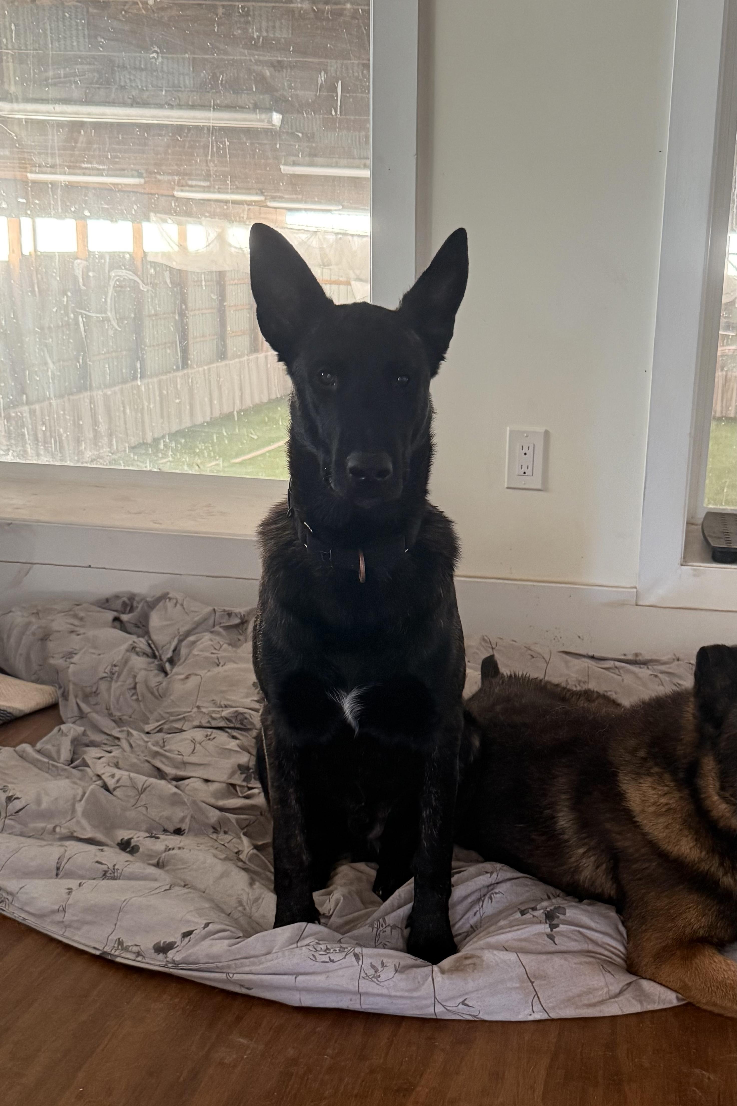 Capt Crunch, a ADOPTABLE Dutch Shepherd in Ewing, NJ image 2/4