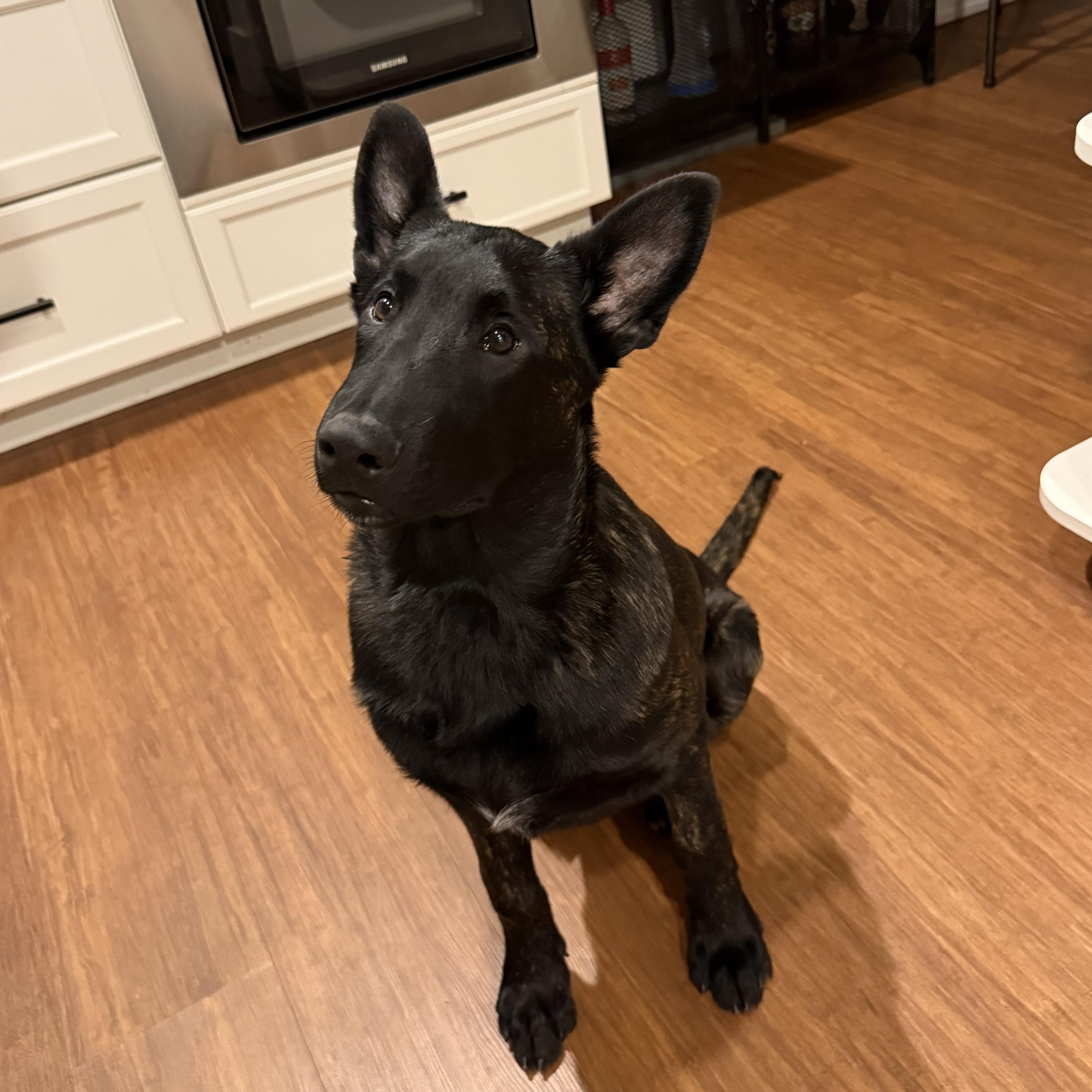 Capt Crunch, ADOPTABLE, Young Male Dutch Shepherd.