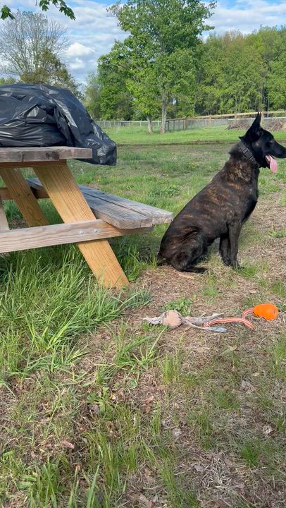Enlarge Capt Crunch, a ADOPTABLE Dutch Shepherd in Ewing, NJ video 3/4