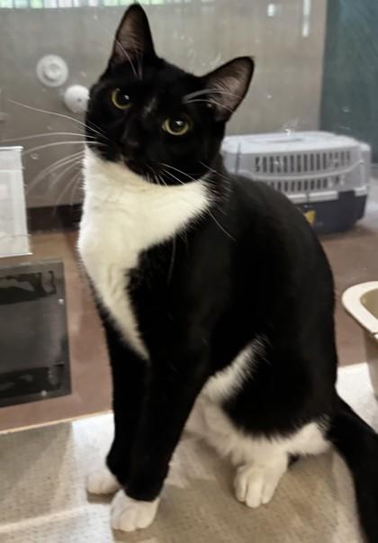 Mutt, ADOPTABLE, Adult Male Domestic Short Hair.