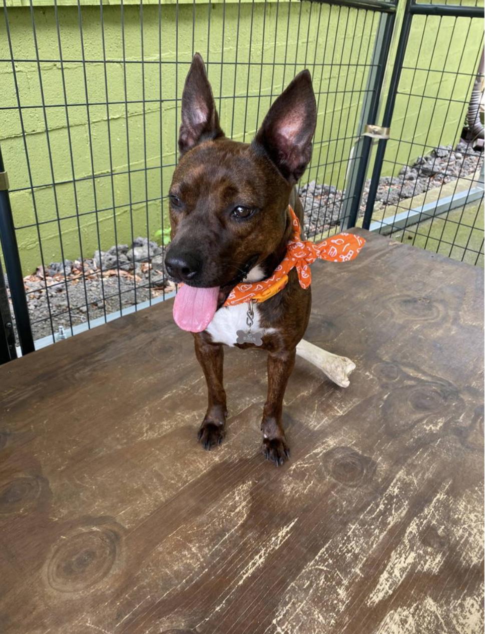 Faye, a Adoptable mixed breed in Mobile, AL image 1/5