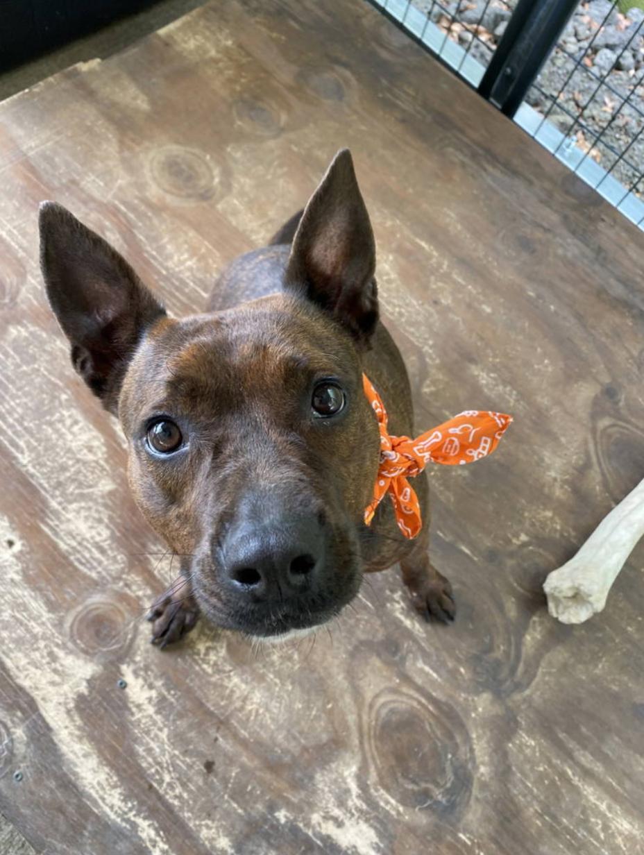 Faye, a Adoptable mixed breed in Mobile, AL image 2/5