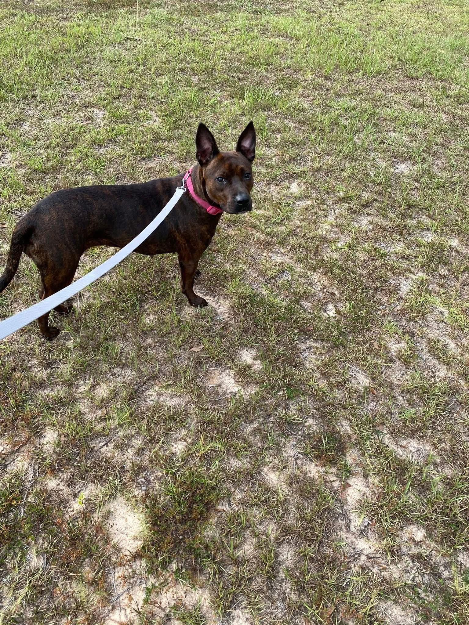 Faye, a Adoptable mixed breed in Mobile, AL image 4/5