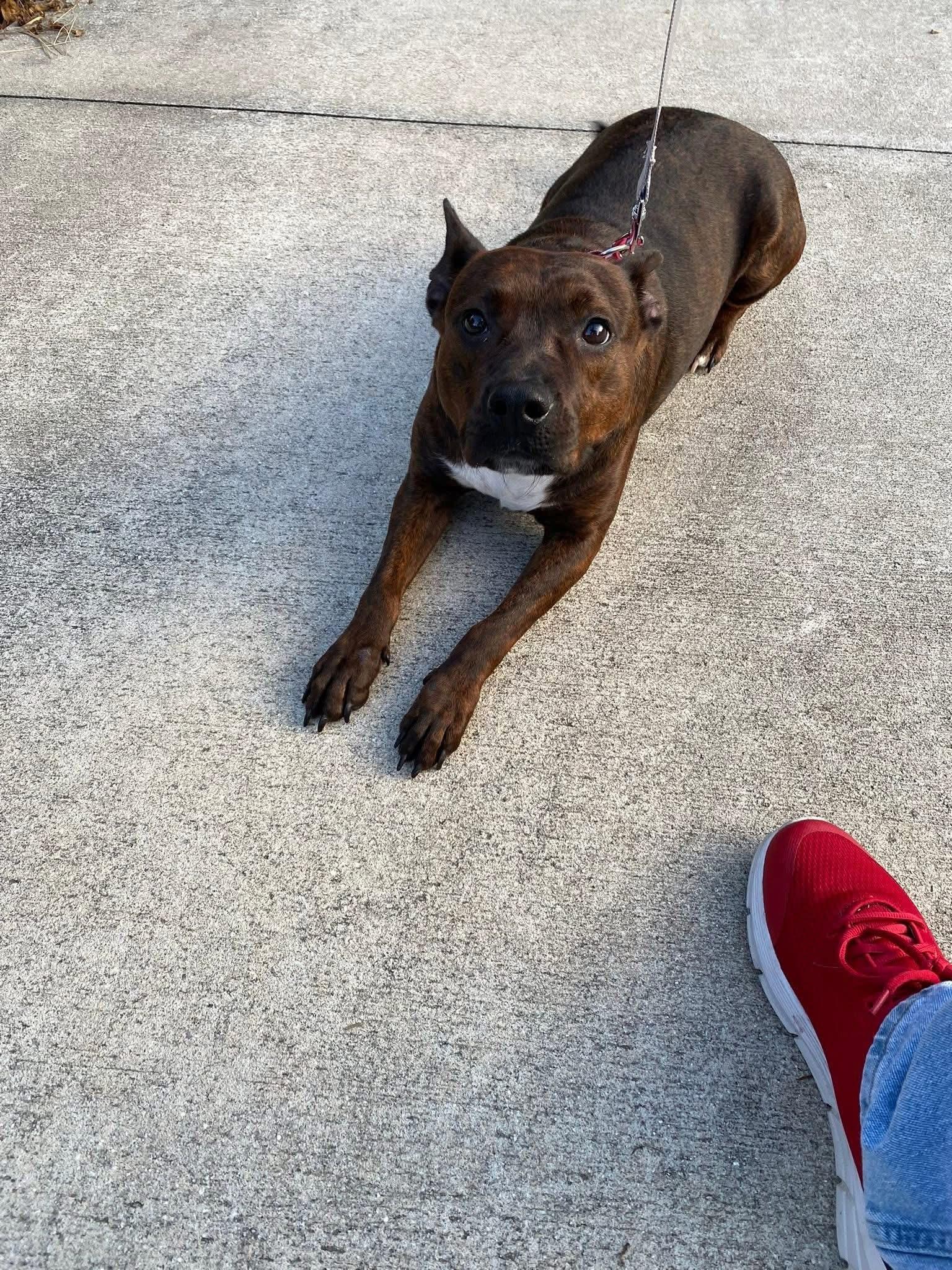 Faye, a Adoptable mixed breed in Mobile, AL image 5/5