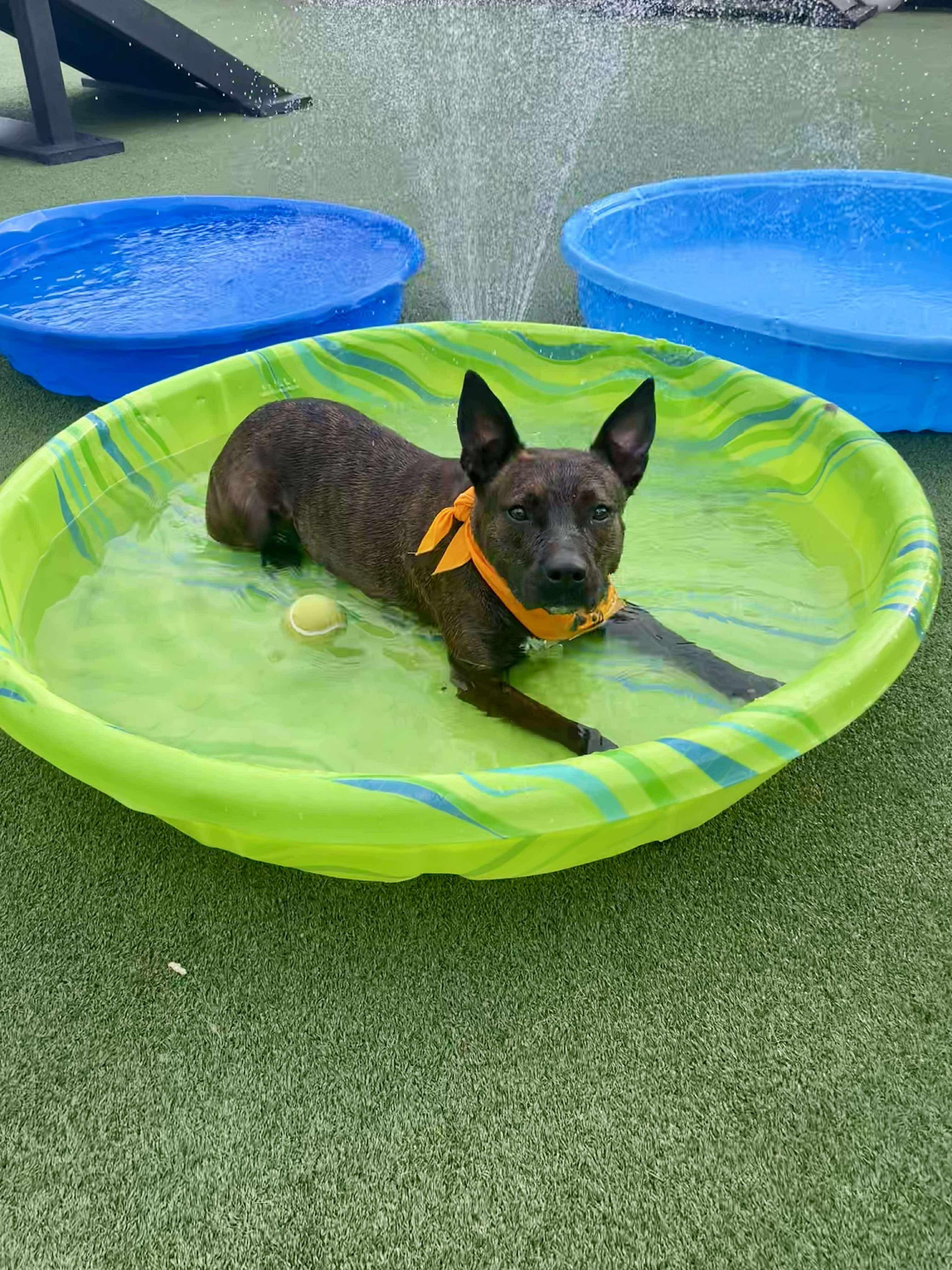 Faye, a Adoptable mixed breed in Mobile, AL image 3/5