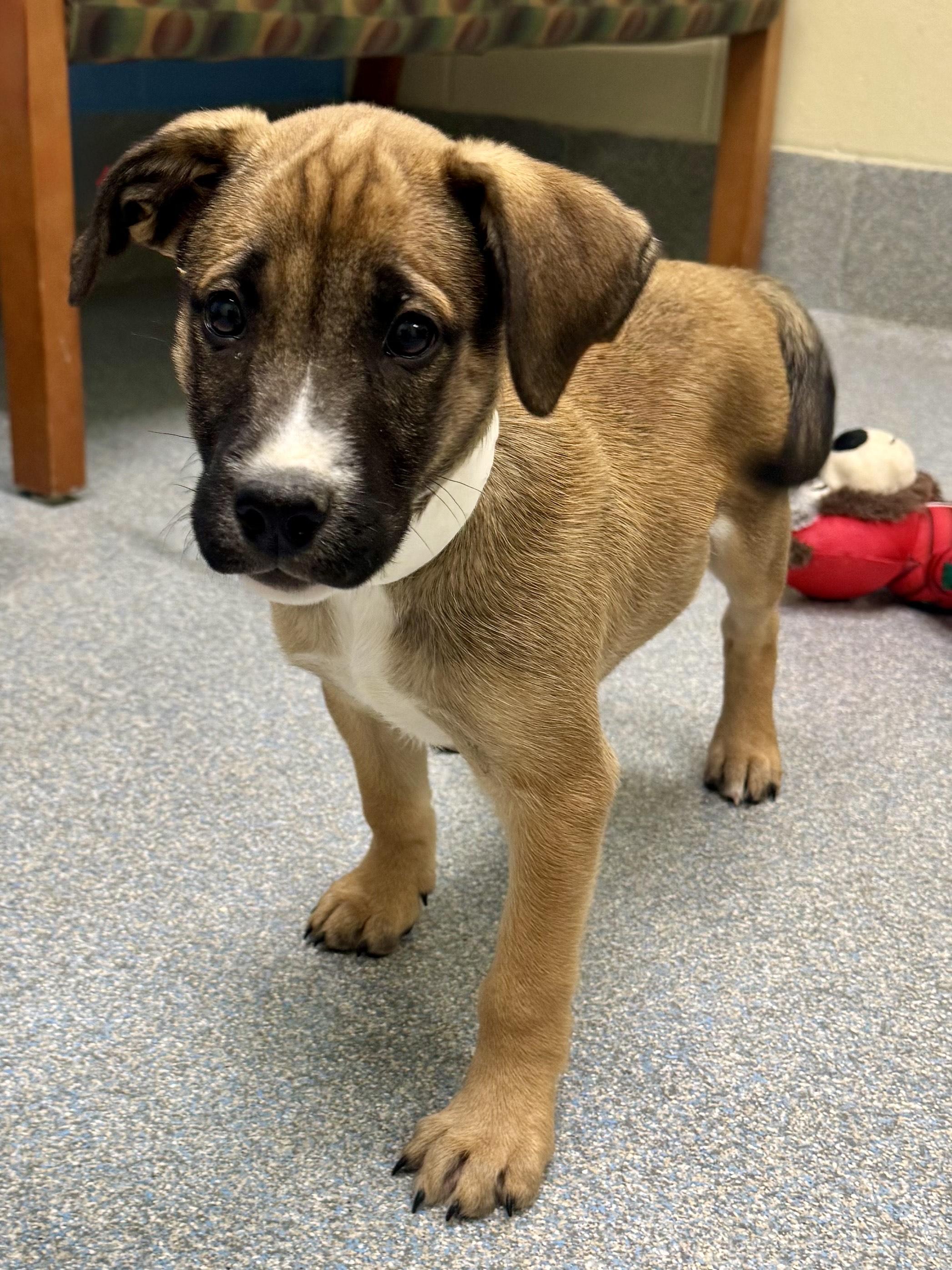 Scooter, adopted, Puppy Male Labrador Retriever.