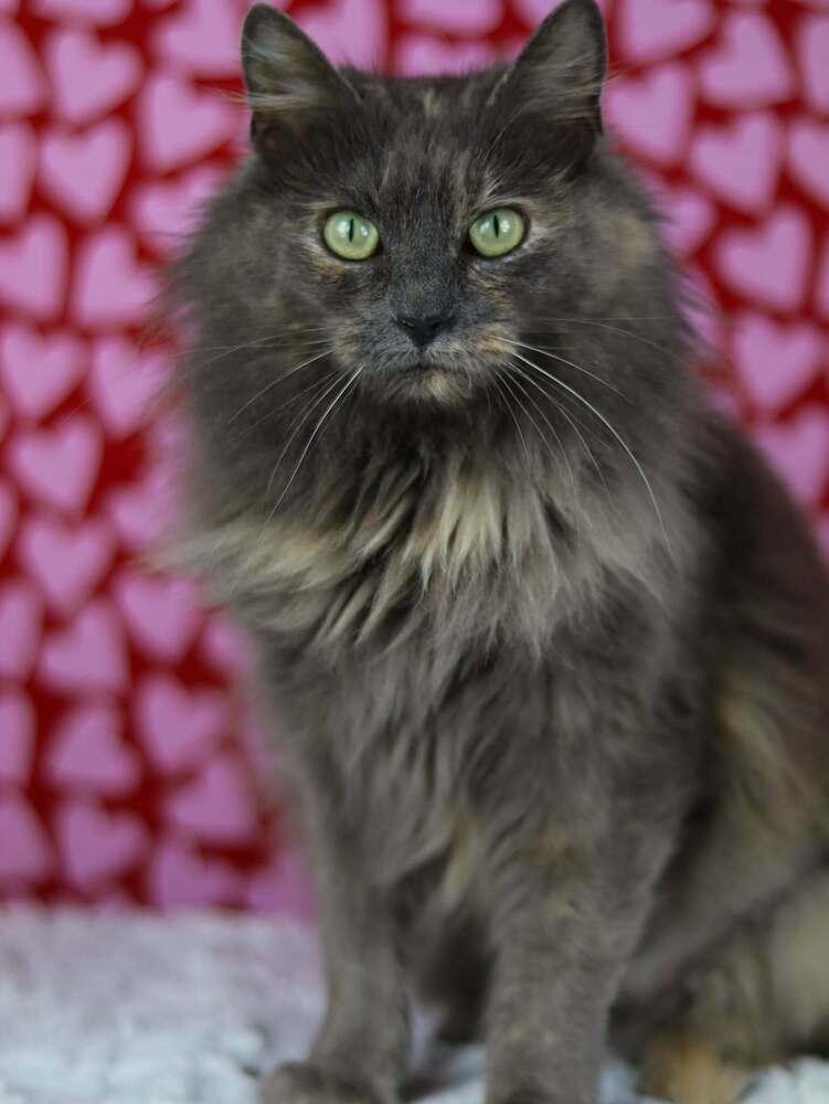 Enlarge Bella, a Adopted Domestic Medium Hair in Lewisburg, TN image 1/2