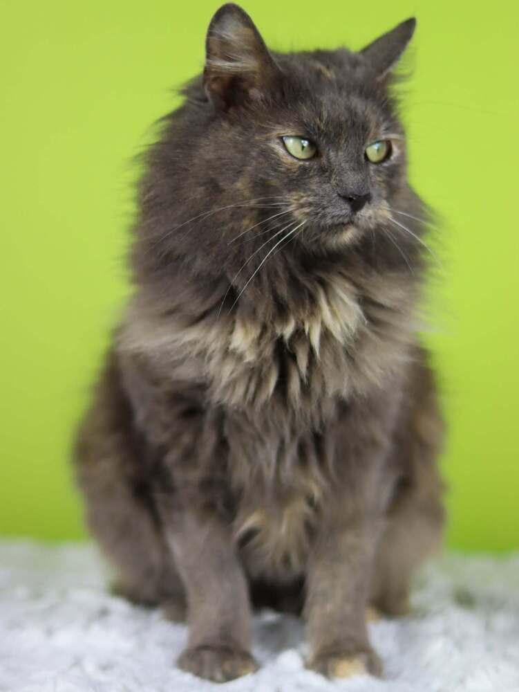 Enlarge Bella, a Adopted Domestic Medium Hair in Lewisburg, TN image 2/2