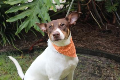 Brisket, Adoptable, Adult Male Hound & Mixed Breed.